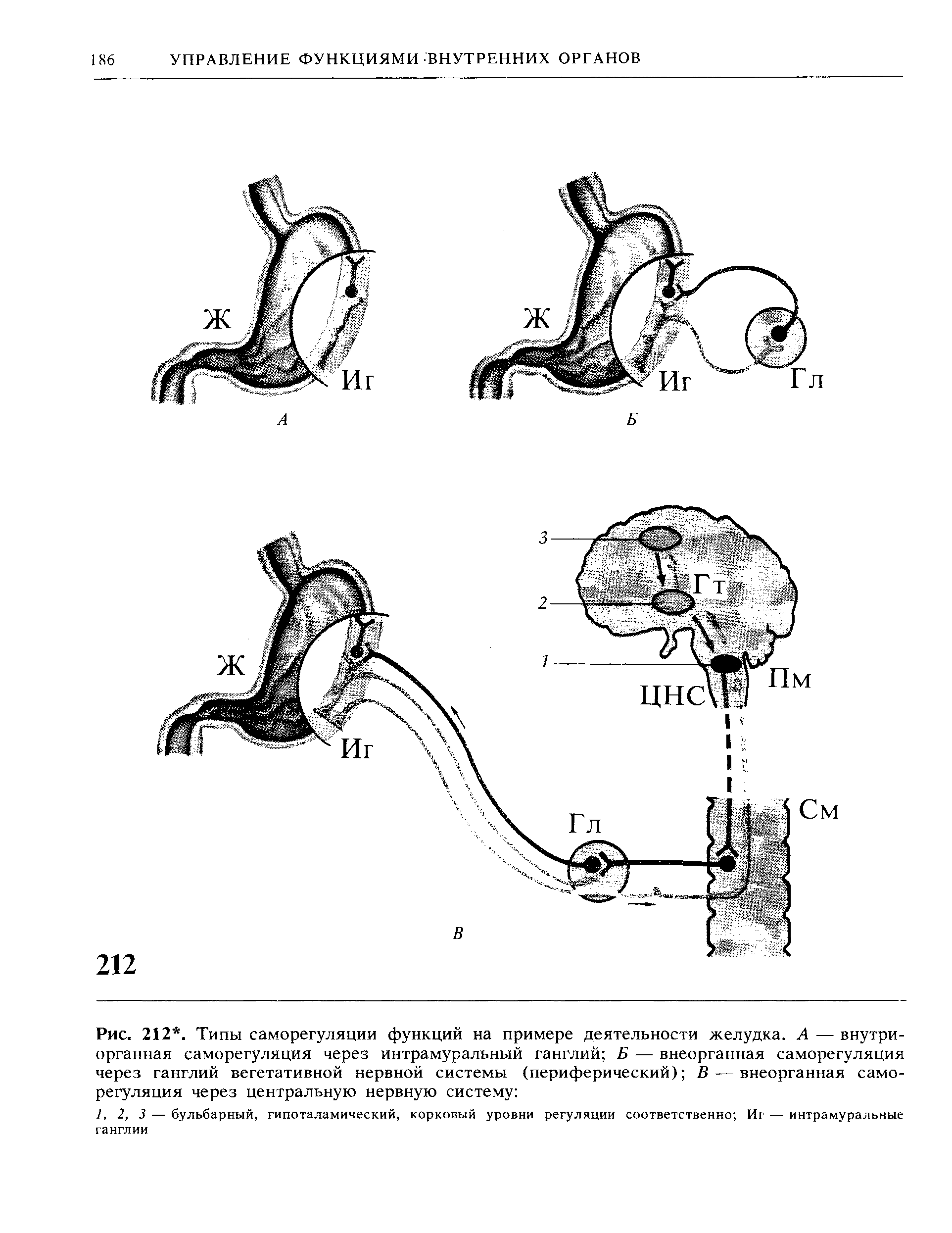 Рис. 212. Типы саморегуляции функций на примере деятельности желудка. А — внутри-органная саморегуляция через интрамуральный ганглий Б — внеорганная саморегуляция через ганглий вегетативной нервной системы (периферический) В — внеорганная саморегуляция через центральную нервную систему ...