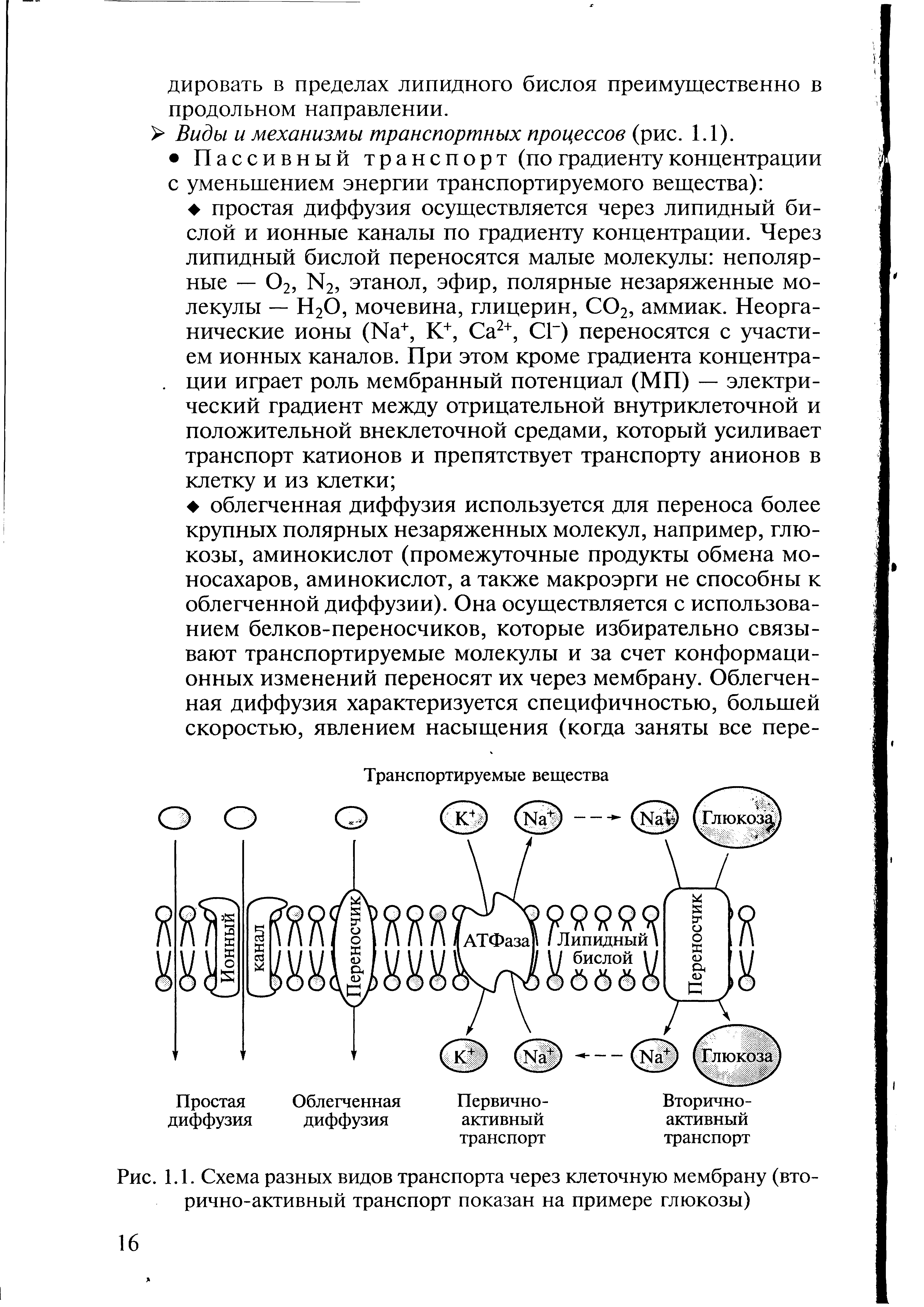 Рис. 1.1. Схема разных видов транспорта через клеточную мембрану (вторично-активный транспорт показан на примере глюкозы)...