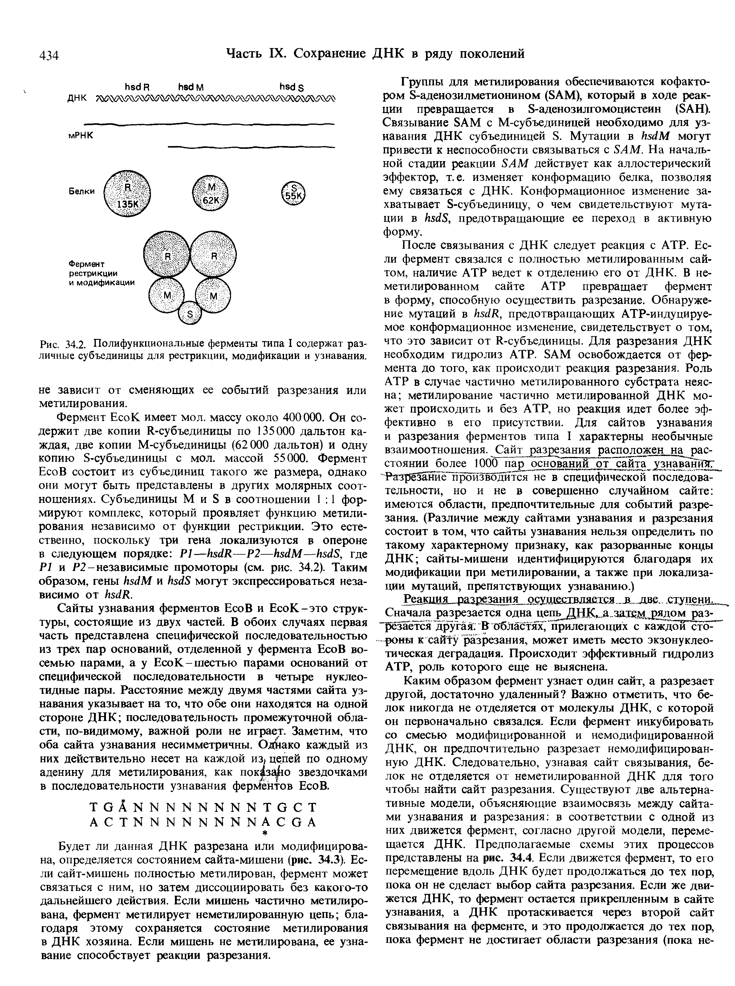 Рис. 34.2. Полифункциональные ферменты типа I содержат различные субъединицы для рестрикции, модификации и узнавания, не зависит от сменяющих ее событий разрезания или метилирования.