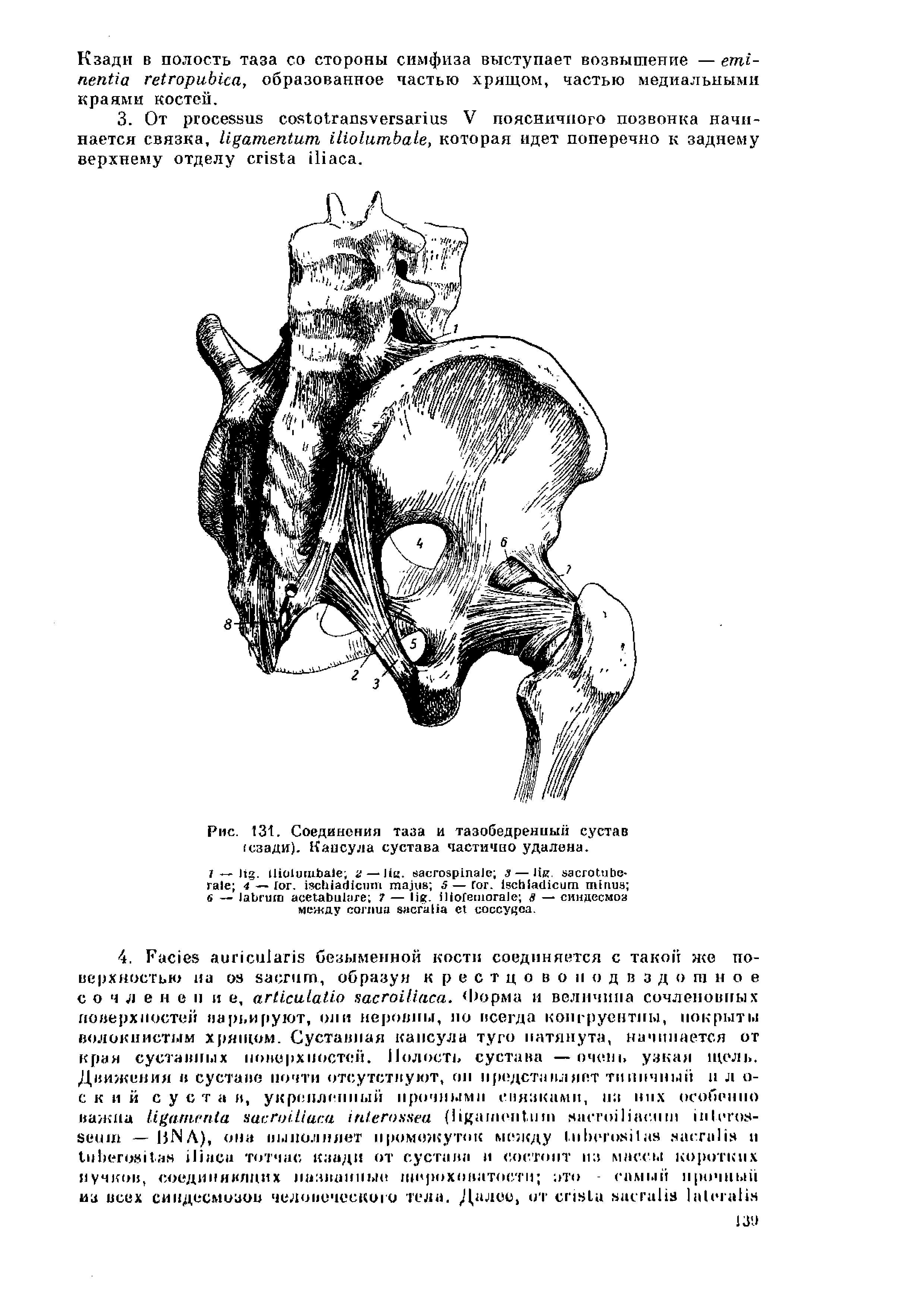 Рис. 131. Соединения таза и тазобедренный сустав (сзади). Капсула сустава частично удалена.