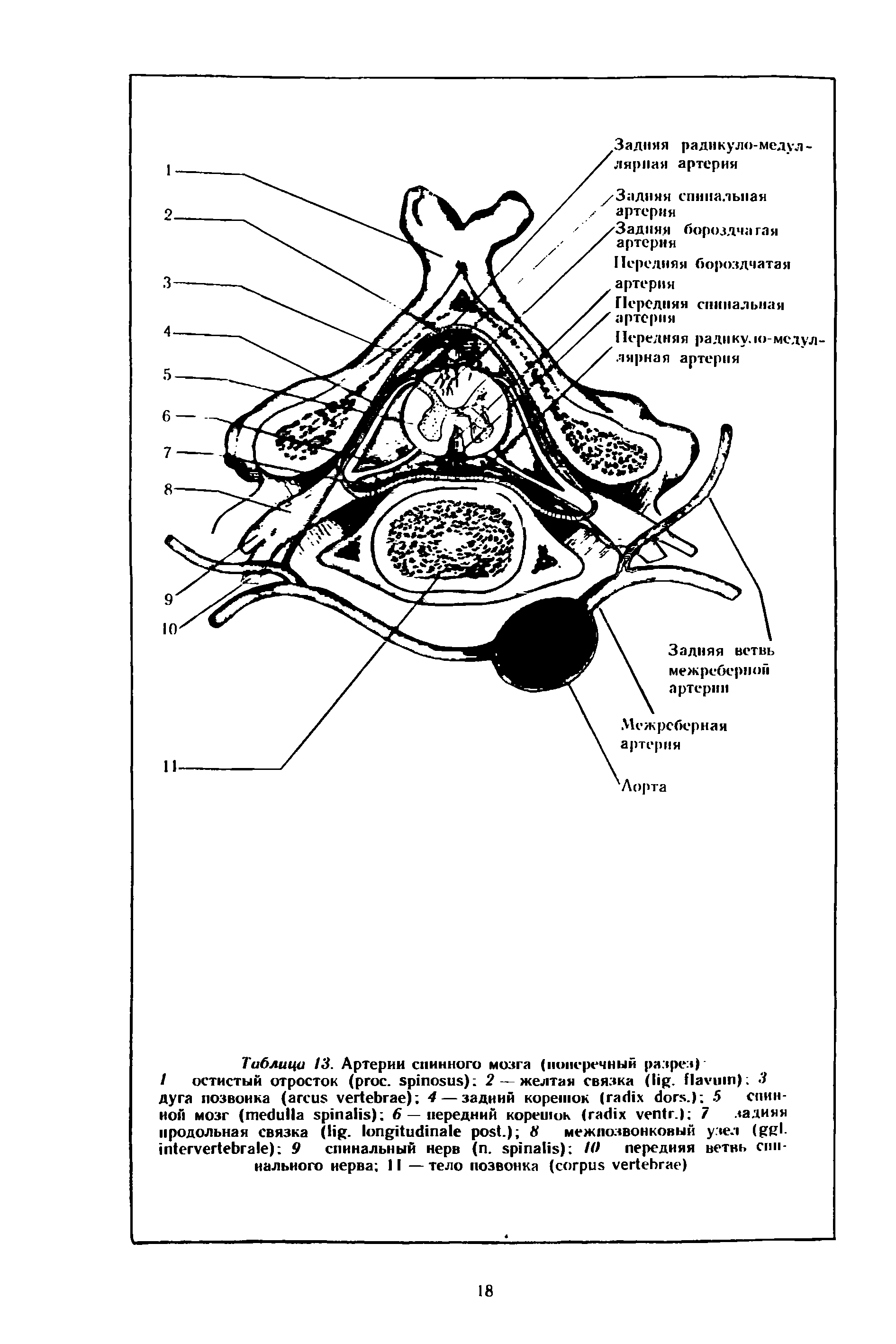 Таблица 13. Артерии спинного мозга (поперечный разрез)...