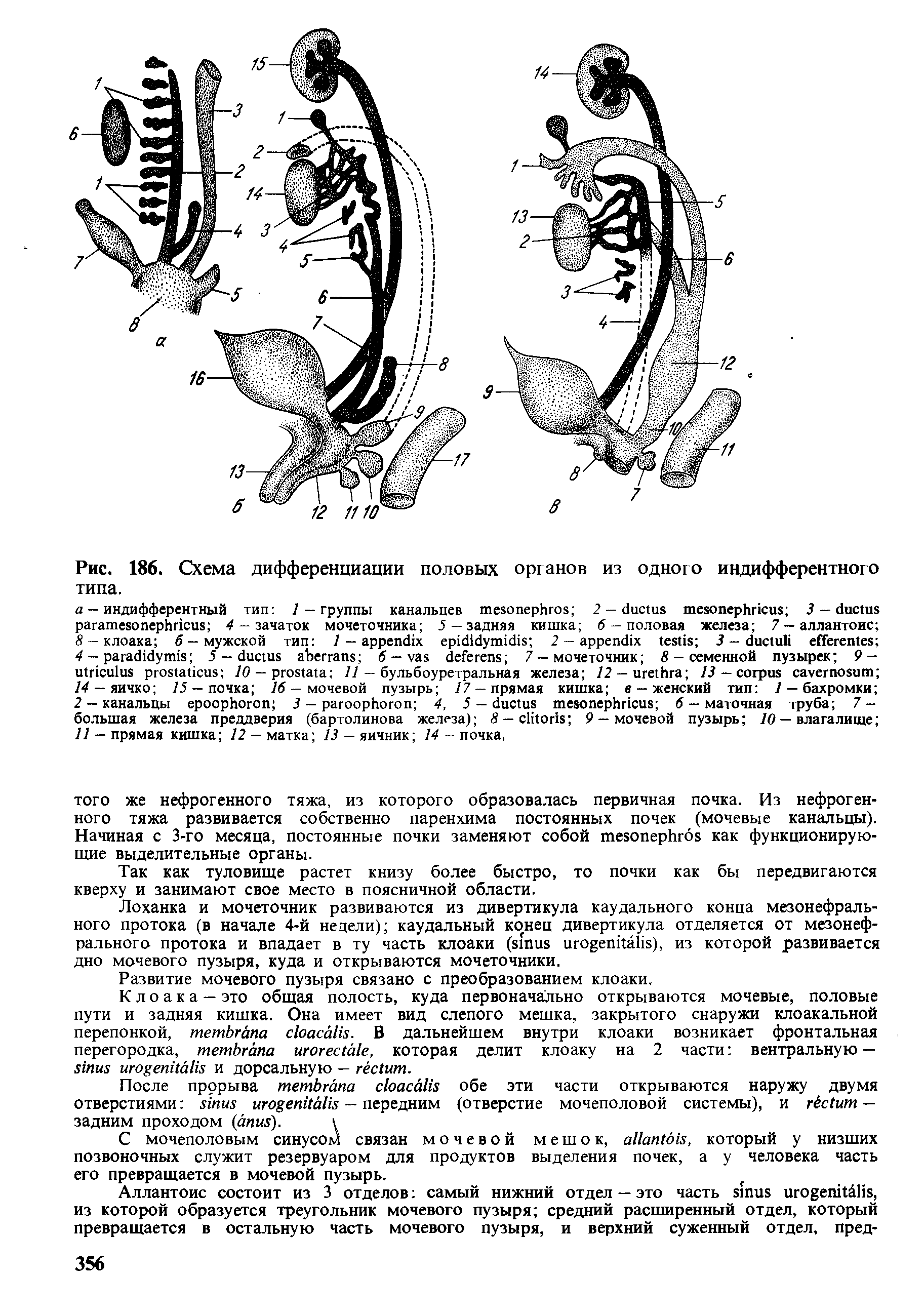 Рис. 186. Схема дифференциации половых органов из одного индифферентного типа.