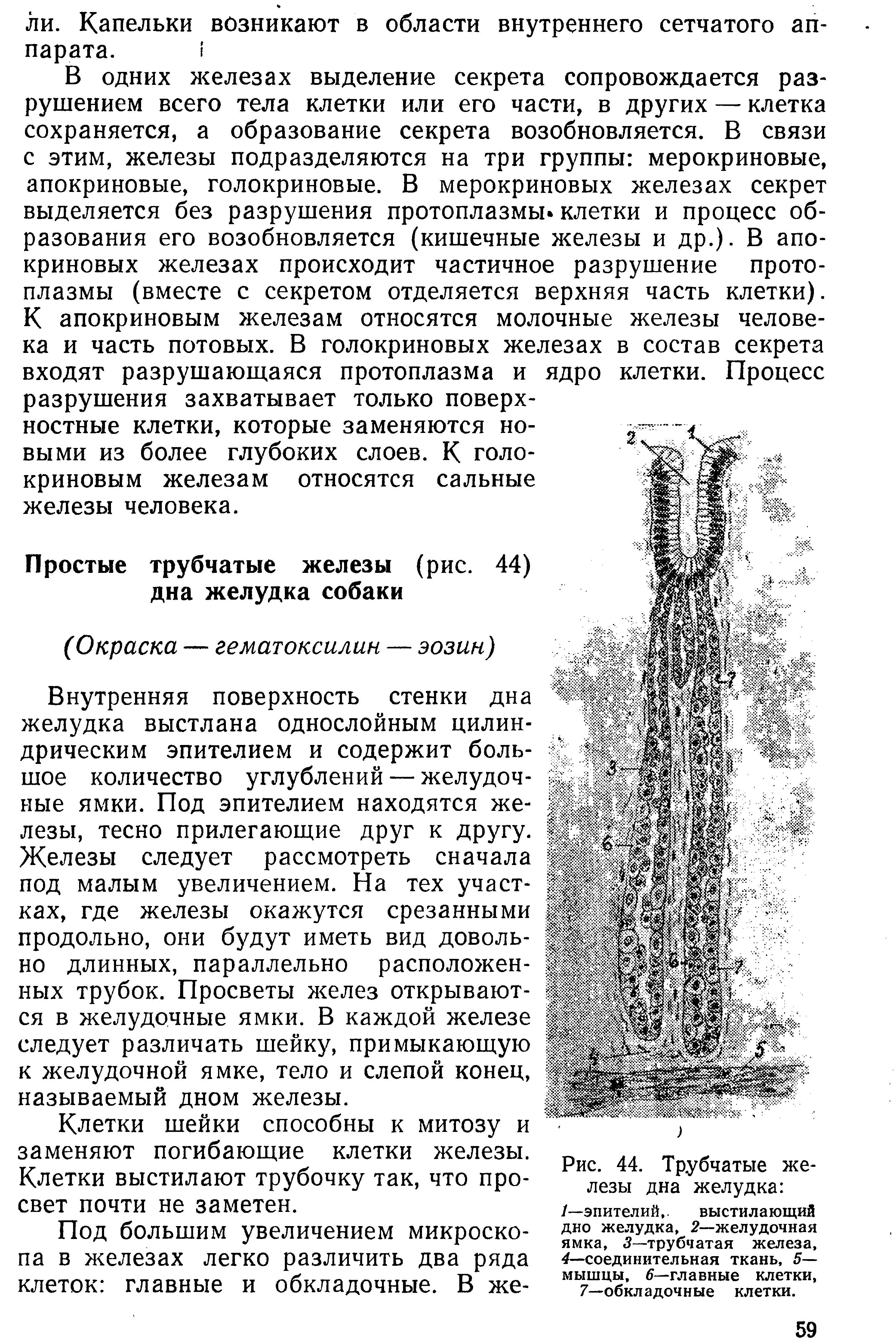 Рис. 44. Трубчатые железы дна желудка /—эпителий,. выстилающий дно желудка, 2—желудочная ямка, 3—трубчатая железа, 4—соединительная ткань, 5— мышцы, 6—главные клетки, 7—обкладочные клетки.