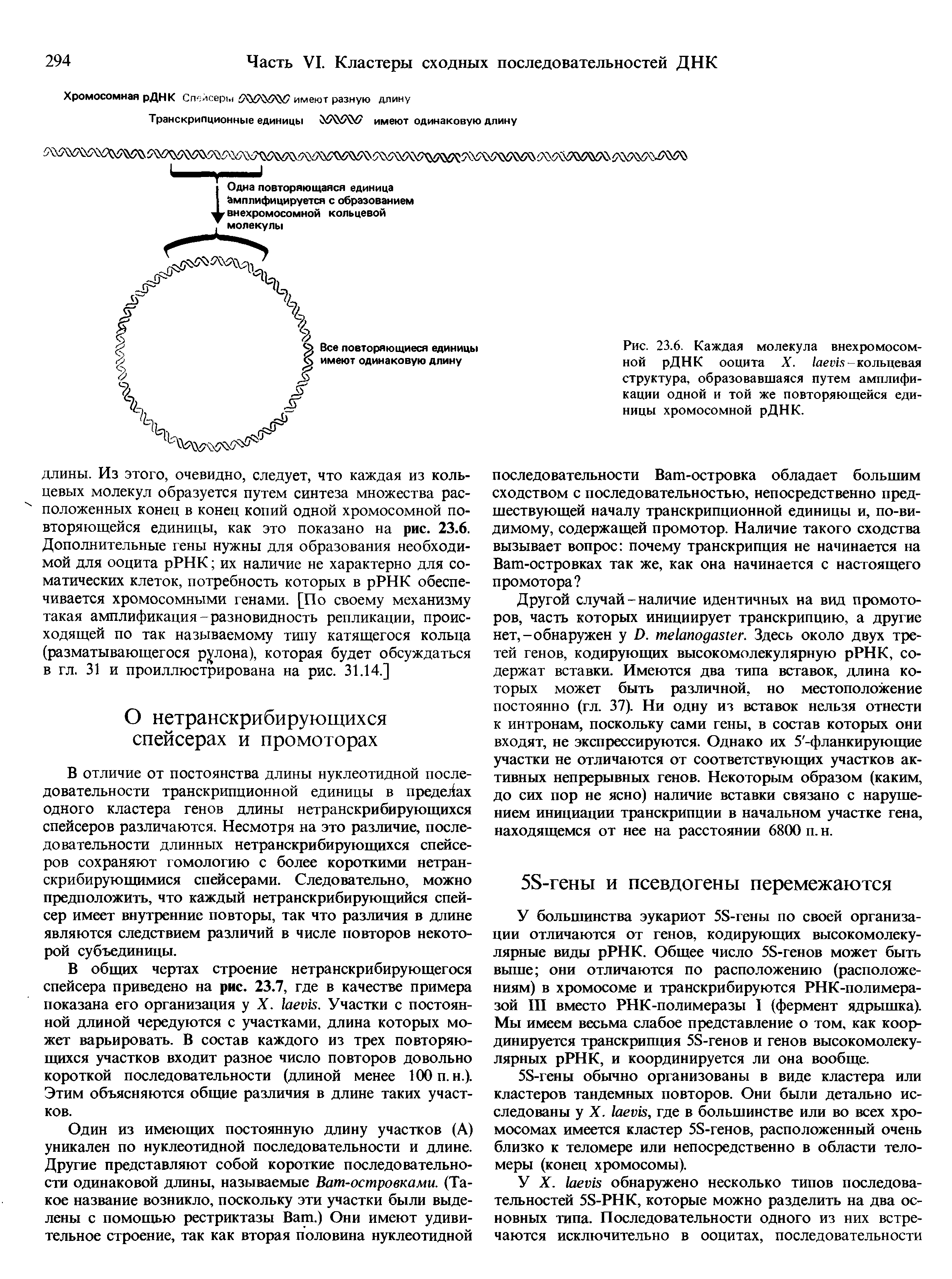 Рис. 23.6. Каждая молекула внехромосомной рДНК ооцита X. /лепя-кольцевая структура, образовавшаяся путем амплификации одной и той же повторяющейся единицы хромосомной рДНК.