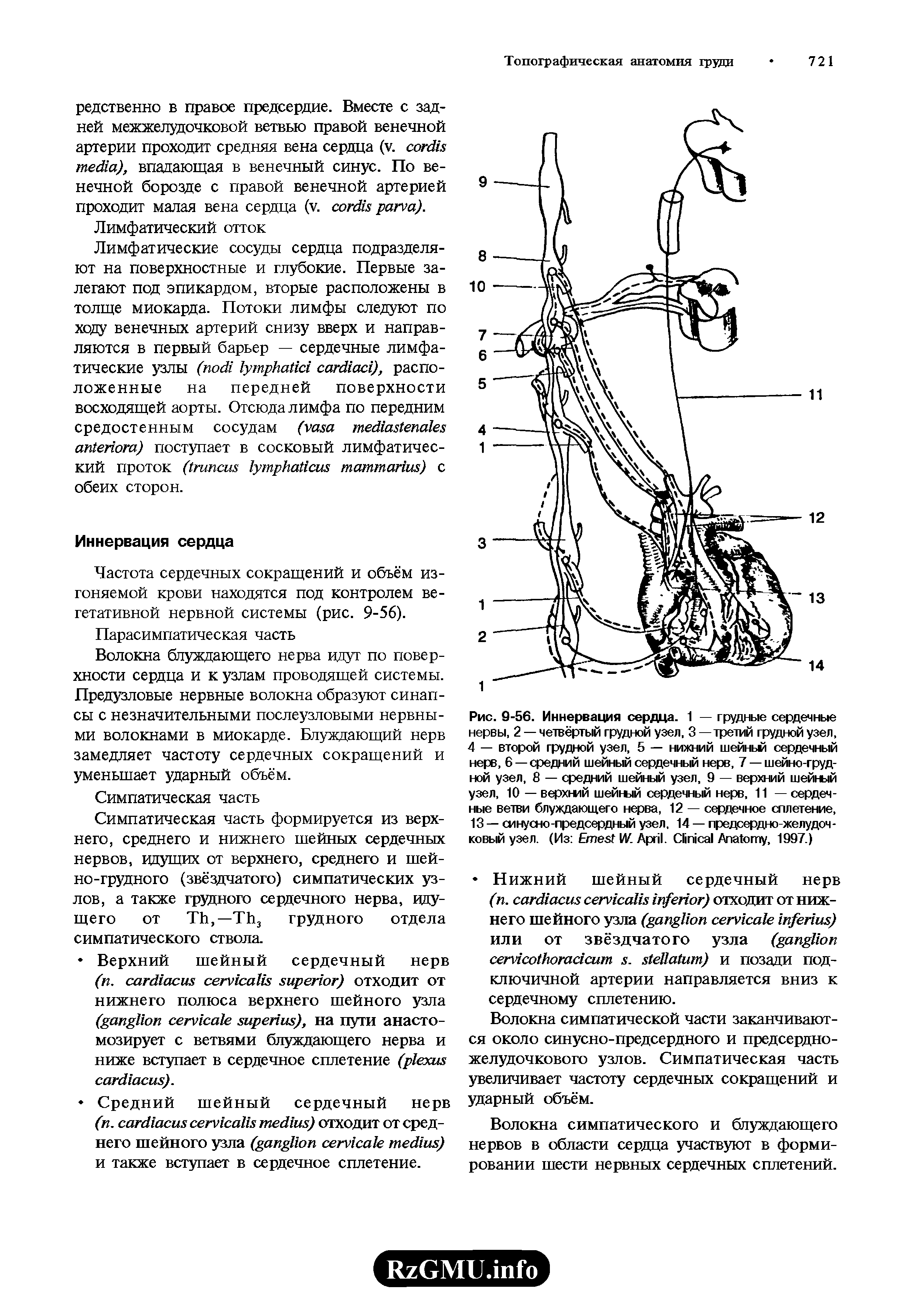 Рис. 9-56. Иннервация сердца. 1 — грудные сердечные нервы, 2 — четвёртый грудной узел, 3 — третий грудной узел, 4 — второй грудной узел, 5 — нижний шейньм сердечный нерв, 6 — средний шейный сердечный нерв, 7 — шейно-грудной узел, 8 — средний шейный узел, 9 — верхний шейный узел, 10 — верхний шейгый сердечный нерв, 11 — сердечные ветви блуждающего нерва, 12 — сердечное сплетение, 13 — синусно-предсердный узел, 14 — предсердно-желудочковый узел. (Из E W. A . C A , 1997.)...