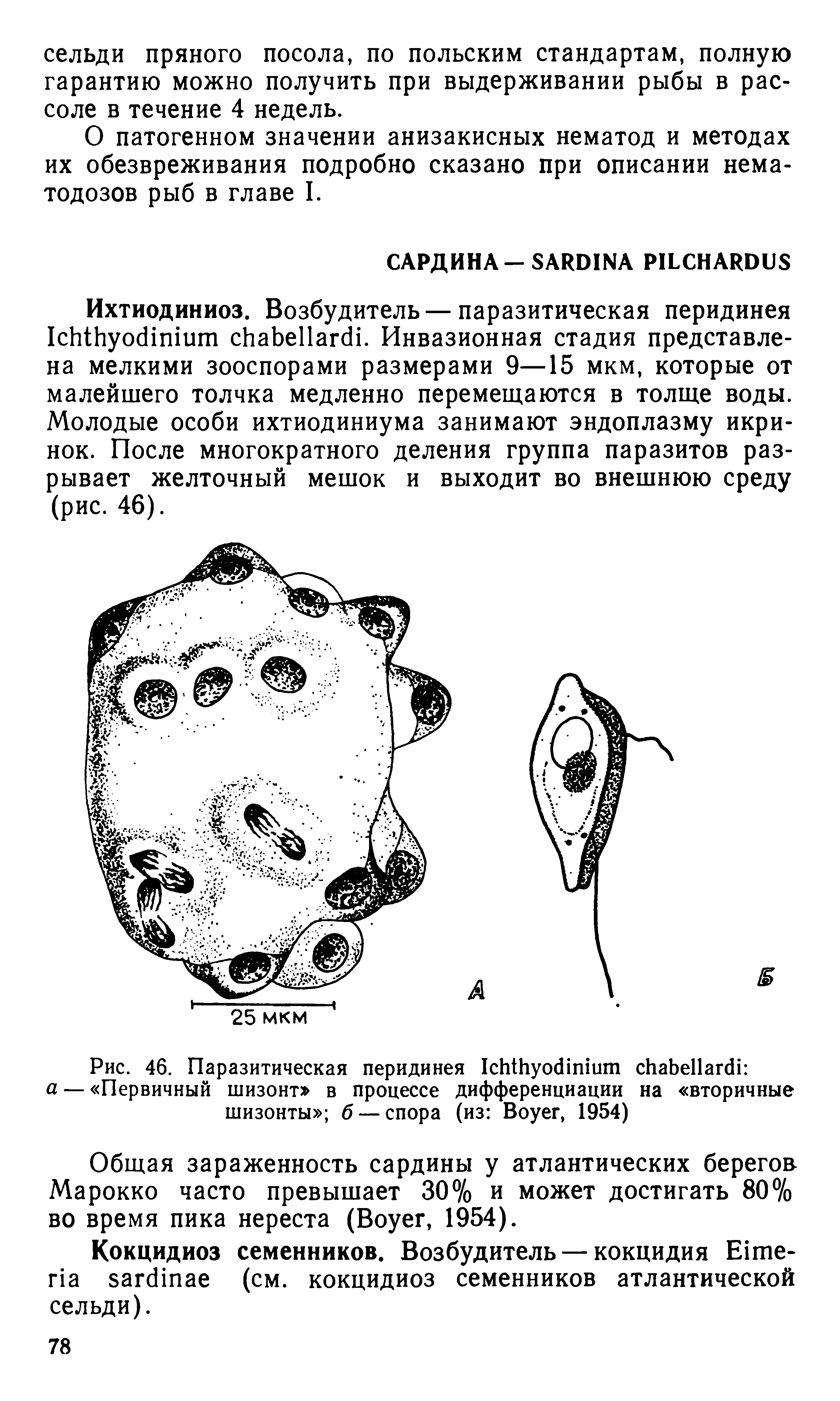 Рис. 46. Паразитическая перидинея I а — Первичный шизонт в процессе дифференциации на вторичные шизонты б — спора (из B , 1954)...