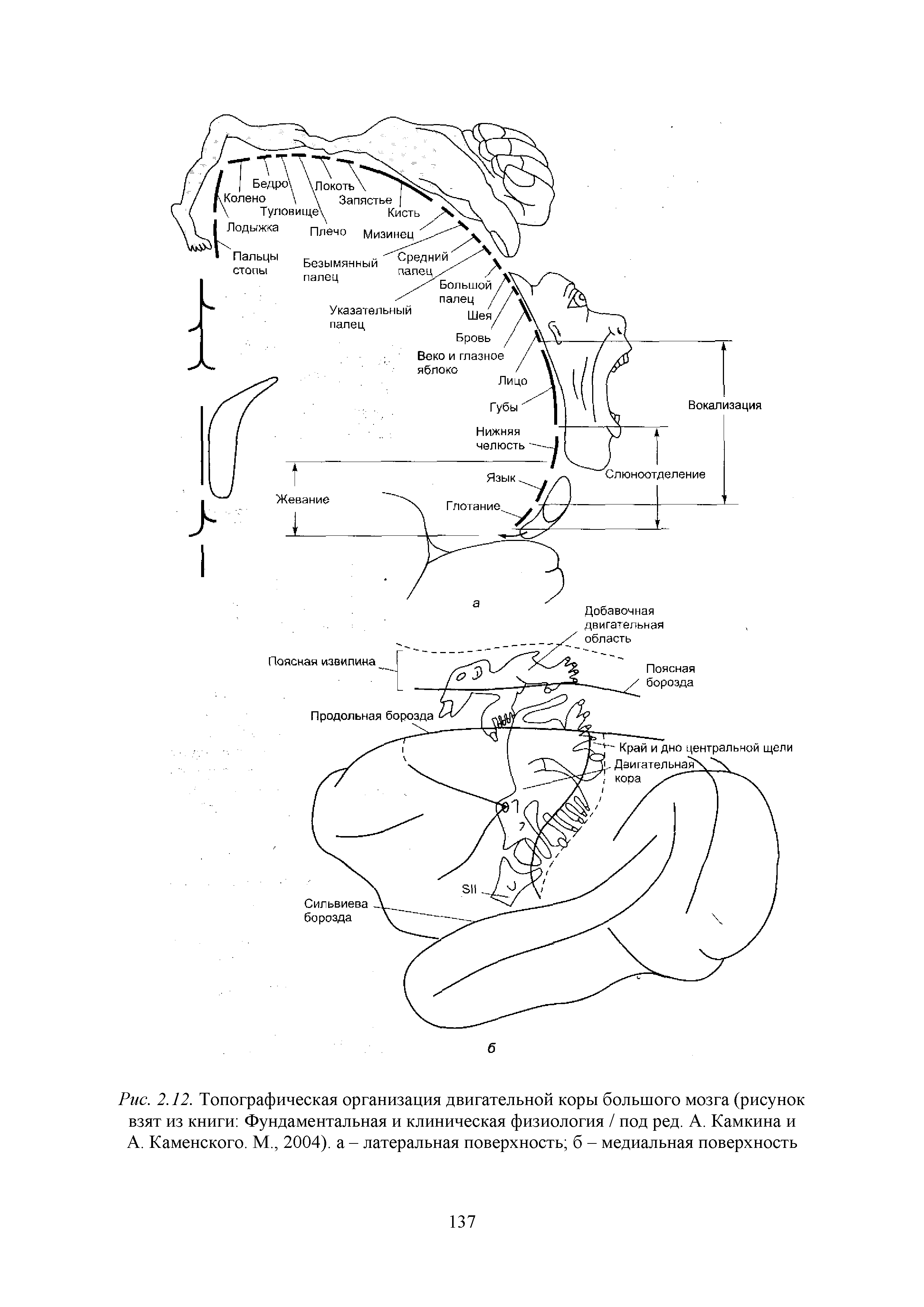 Рис. 2.12. Топографическая организация двигательной коры большого мозга (рисунок взят из книги Фундаментальная и клиническая физиология / под ред. А. Камкина и А. Каменского. М., 2004). а - латеральная поверхность б - медиальная поверхность...