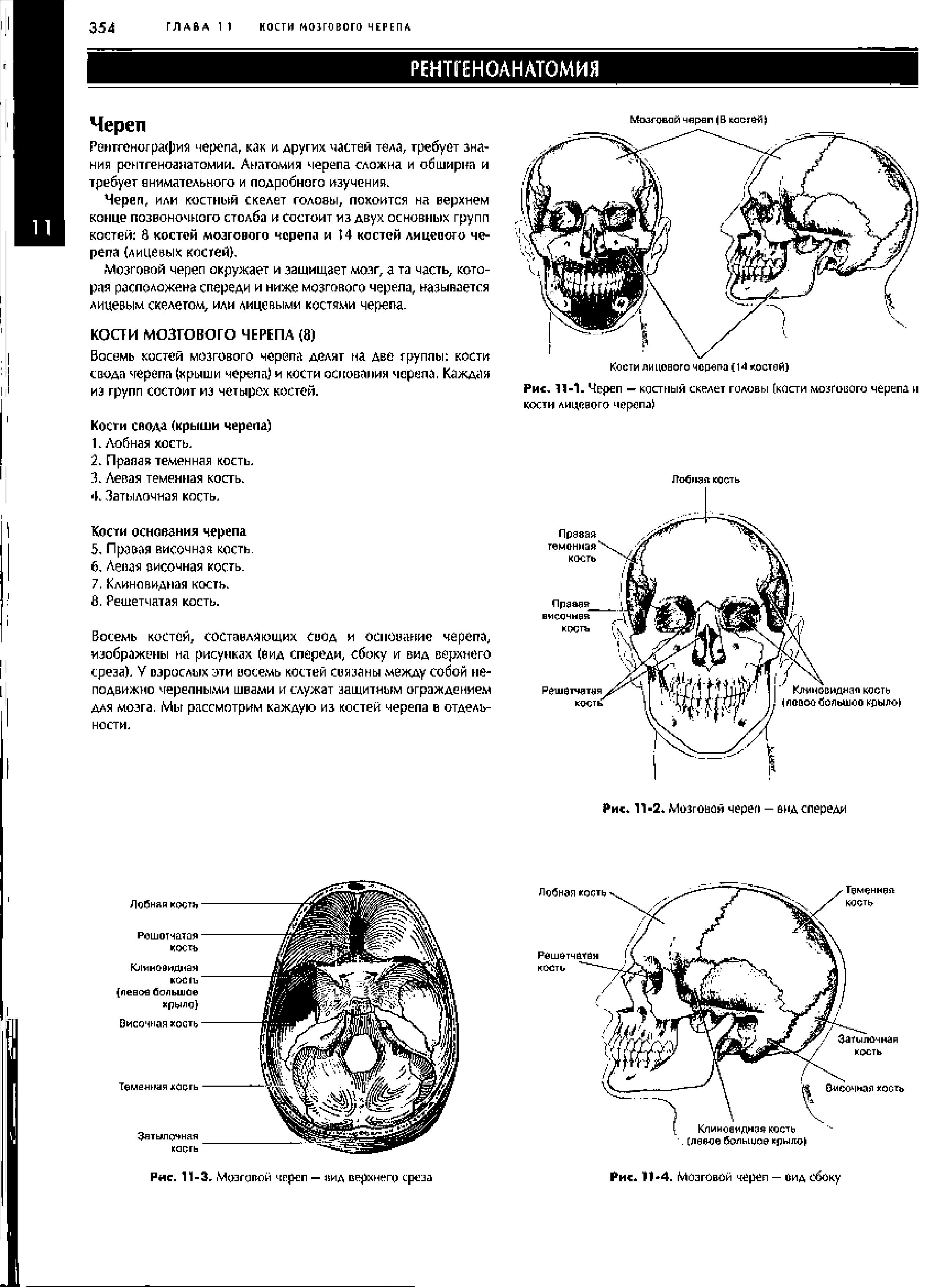 Рис. 11-1. Череп — костный скелет головы (кости мозгового черепа и кости лицевого черепа ...