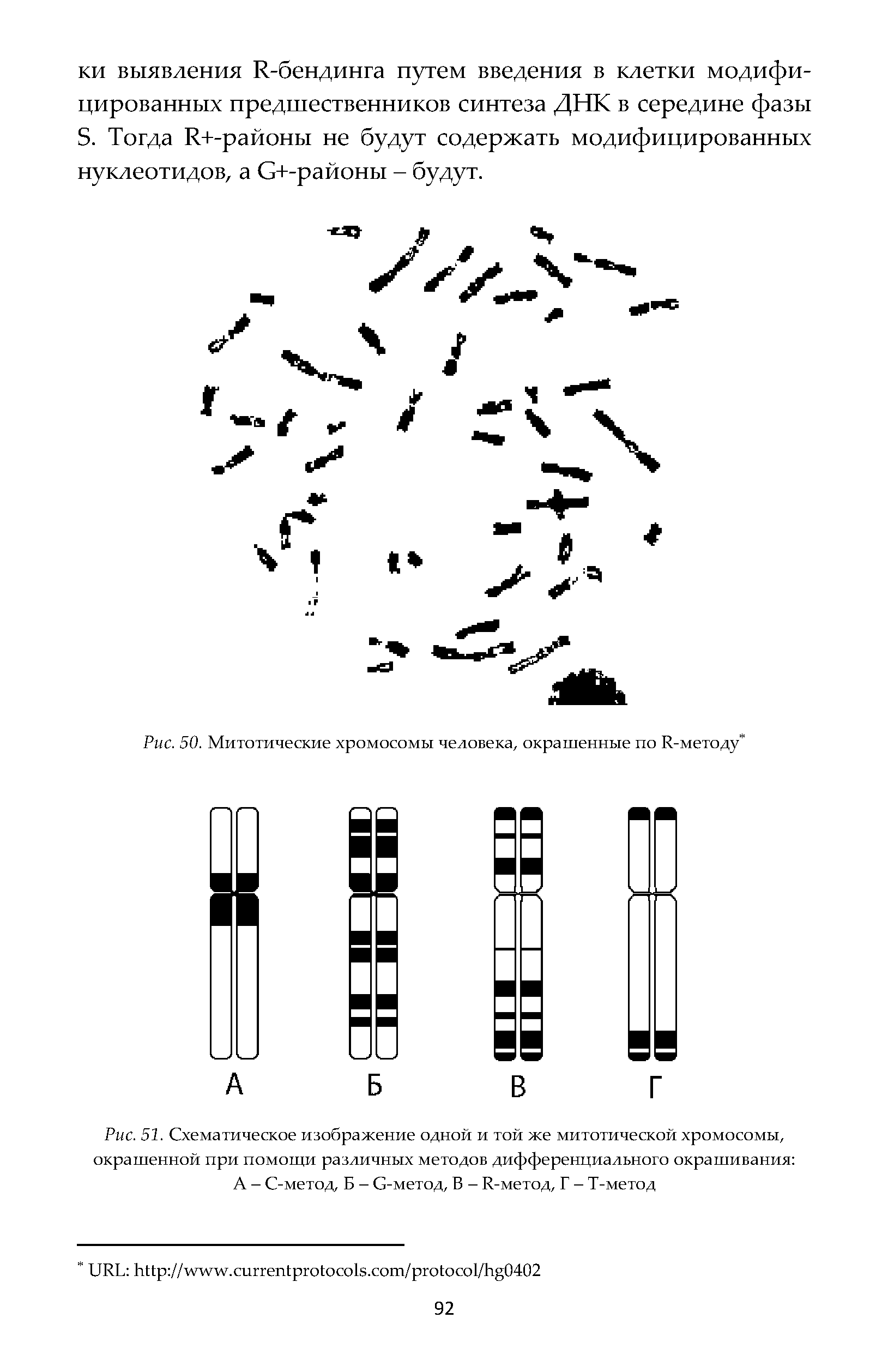 Рис. 51. Схематическое изображение одной и той же митотической хромосомы, окрашенной при помощи различных методов дифференциального окрашивания А - С-метод, Б - С-метод, Б - И-метод, Г - Т-метод...