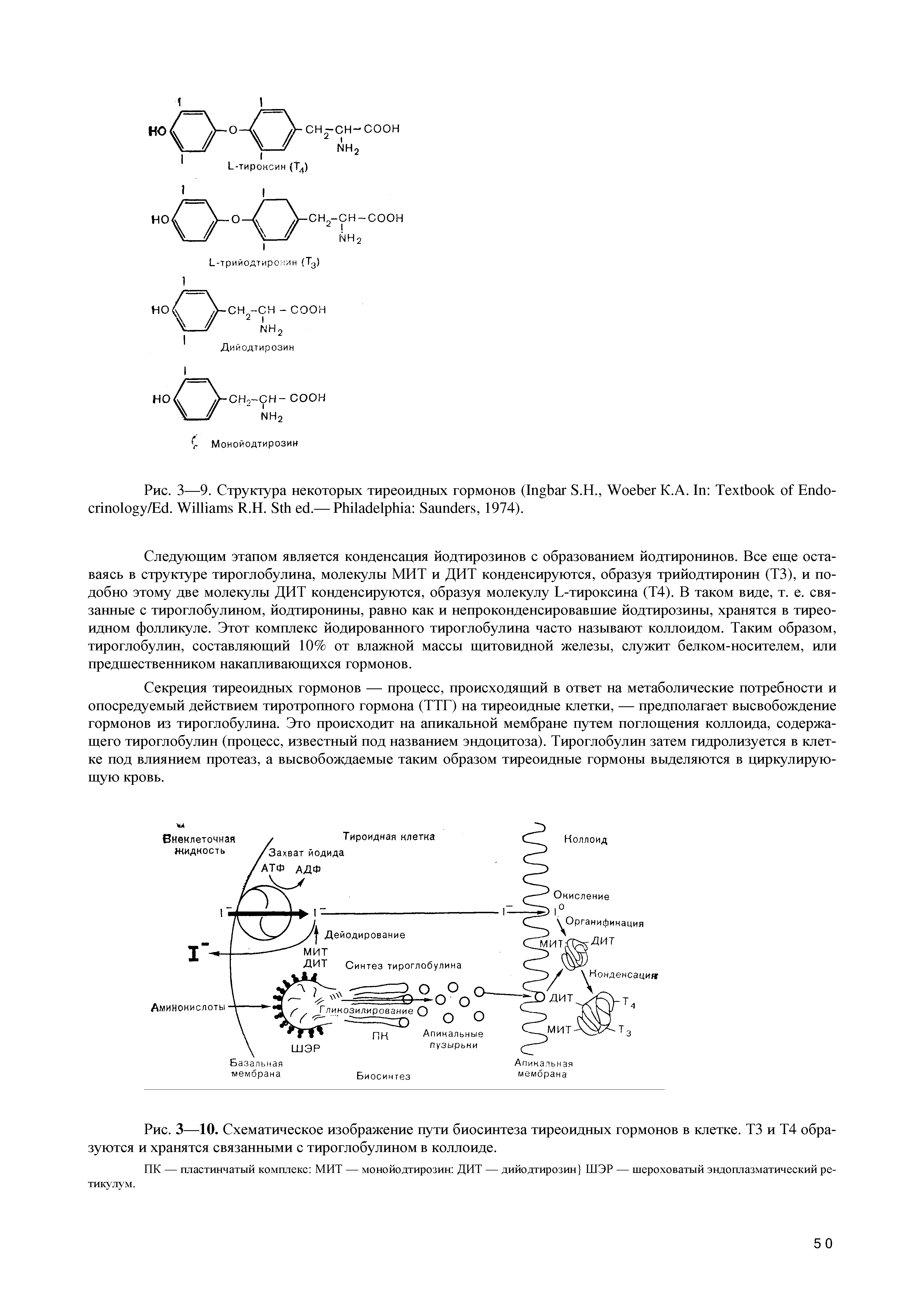 Рис. 3—10. Схематическое изображение пути биосинтеза тиреоидных гормонов в клетке. ТЗ и Т4 образуются и хранятся связанными с тироглобулином в коллоиде.