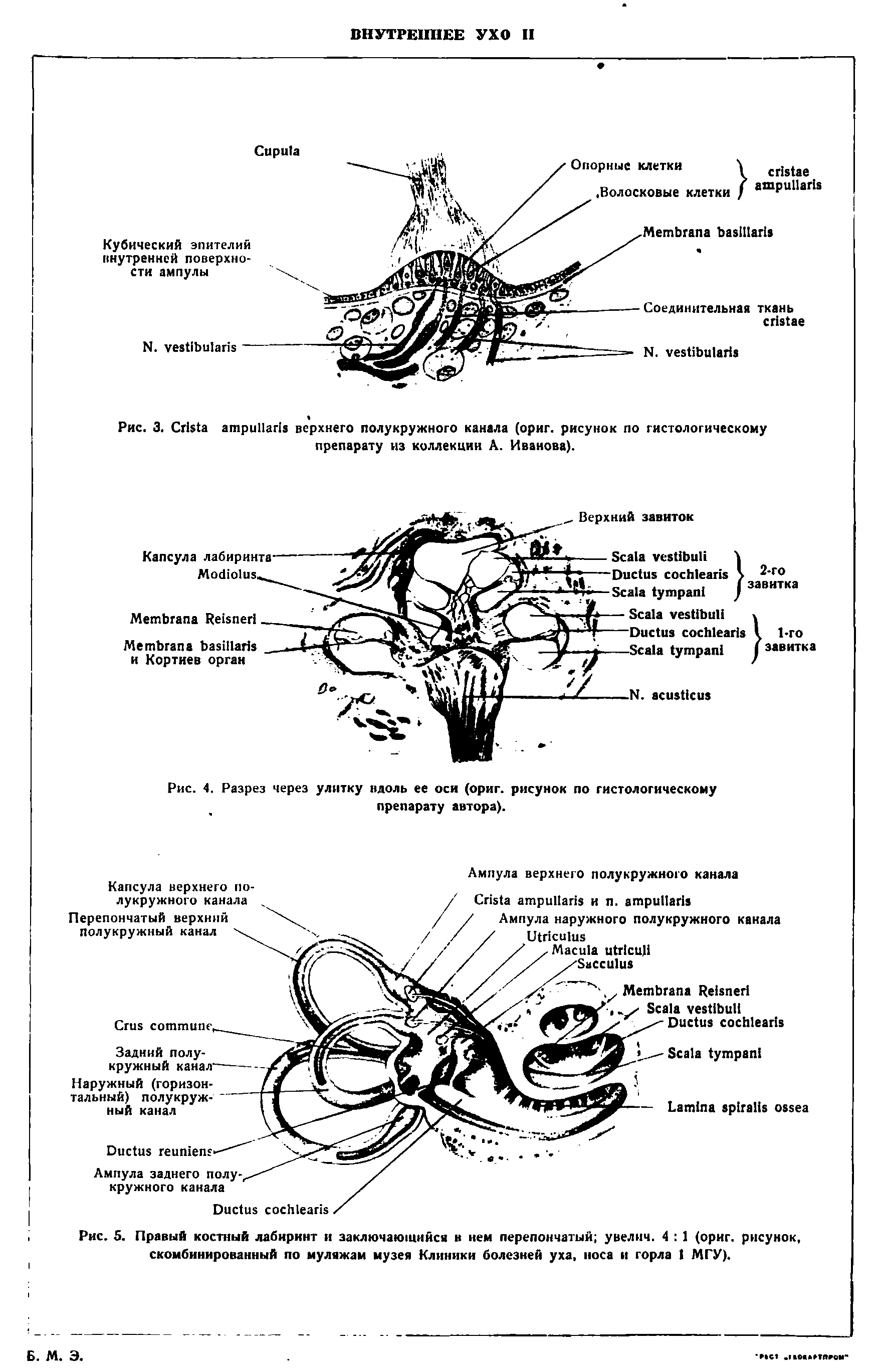 Рис. 5. Правый костный лабиринт и заключающийся в нем перепончатый увелич. 4 1 (ориг. рисунок, скомбинированный по муляжам музея Клиники болезней уха, носа и горла 1 МГУ).