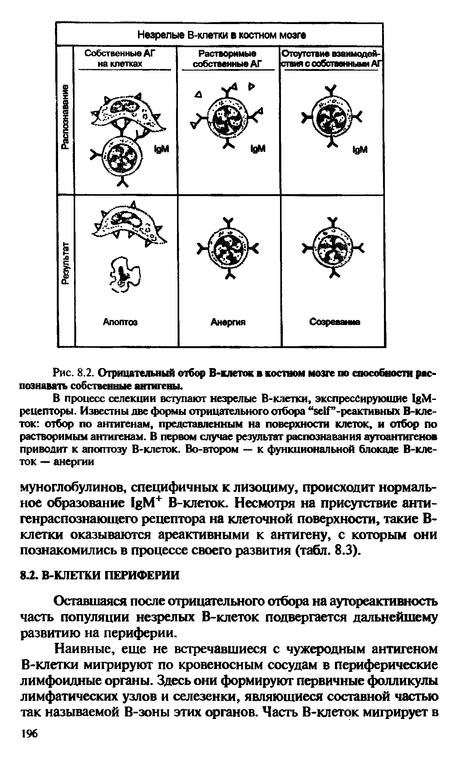 Рис. 8.2. Отрицательный отбор В-клеток в костном мозге по способности распознавать собственные антигены.