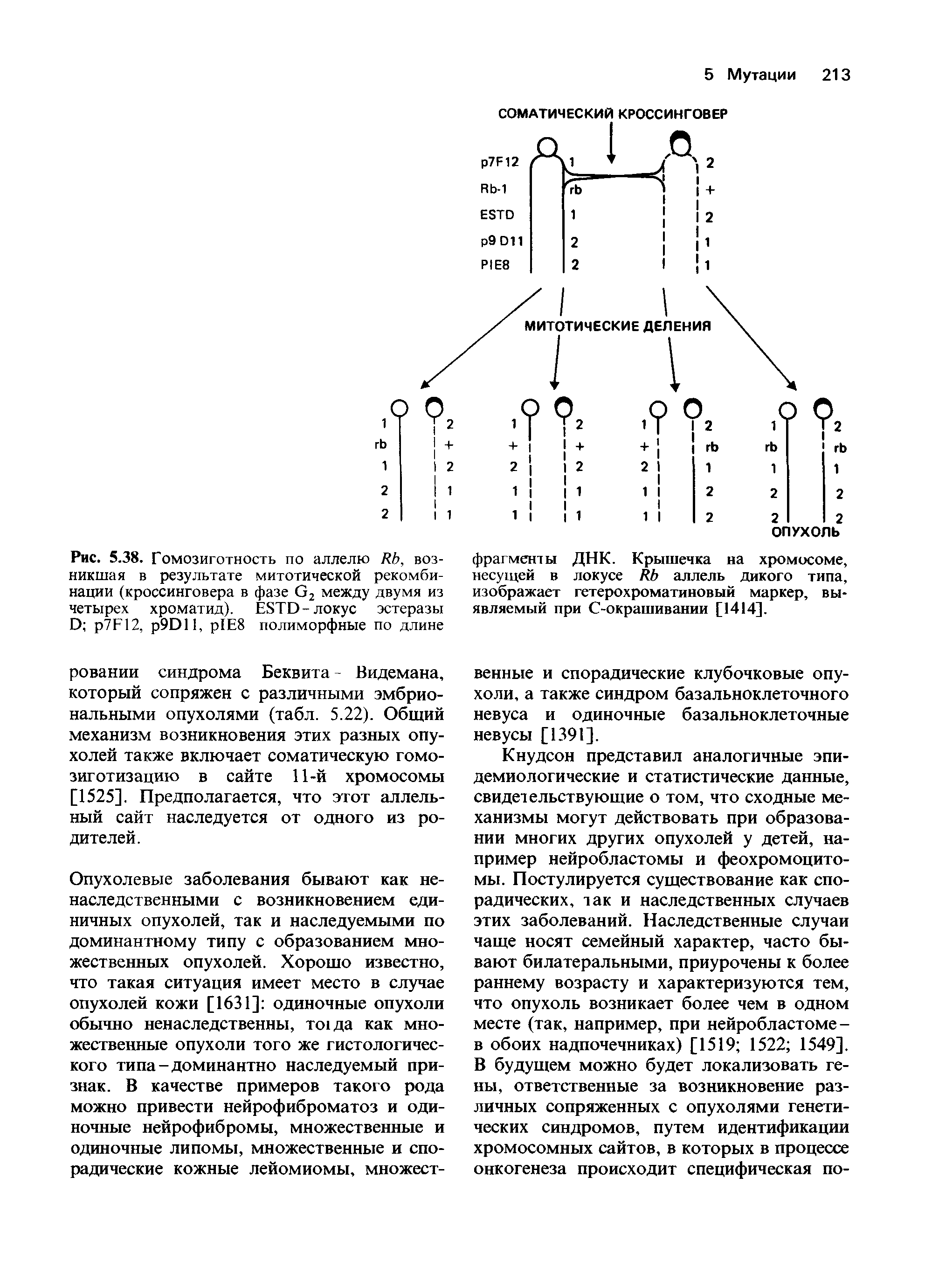 Рис. 5.38. Гомозиготность по аллелю R , возникшая в результате митотической рекомбинации (кроссинговера в фазе G2 между двумя из четырех хроматид). ESTD-локус эстеразы D 7F12, 9D 11, р Е8 полиморфные по длине...