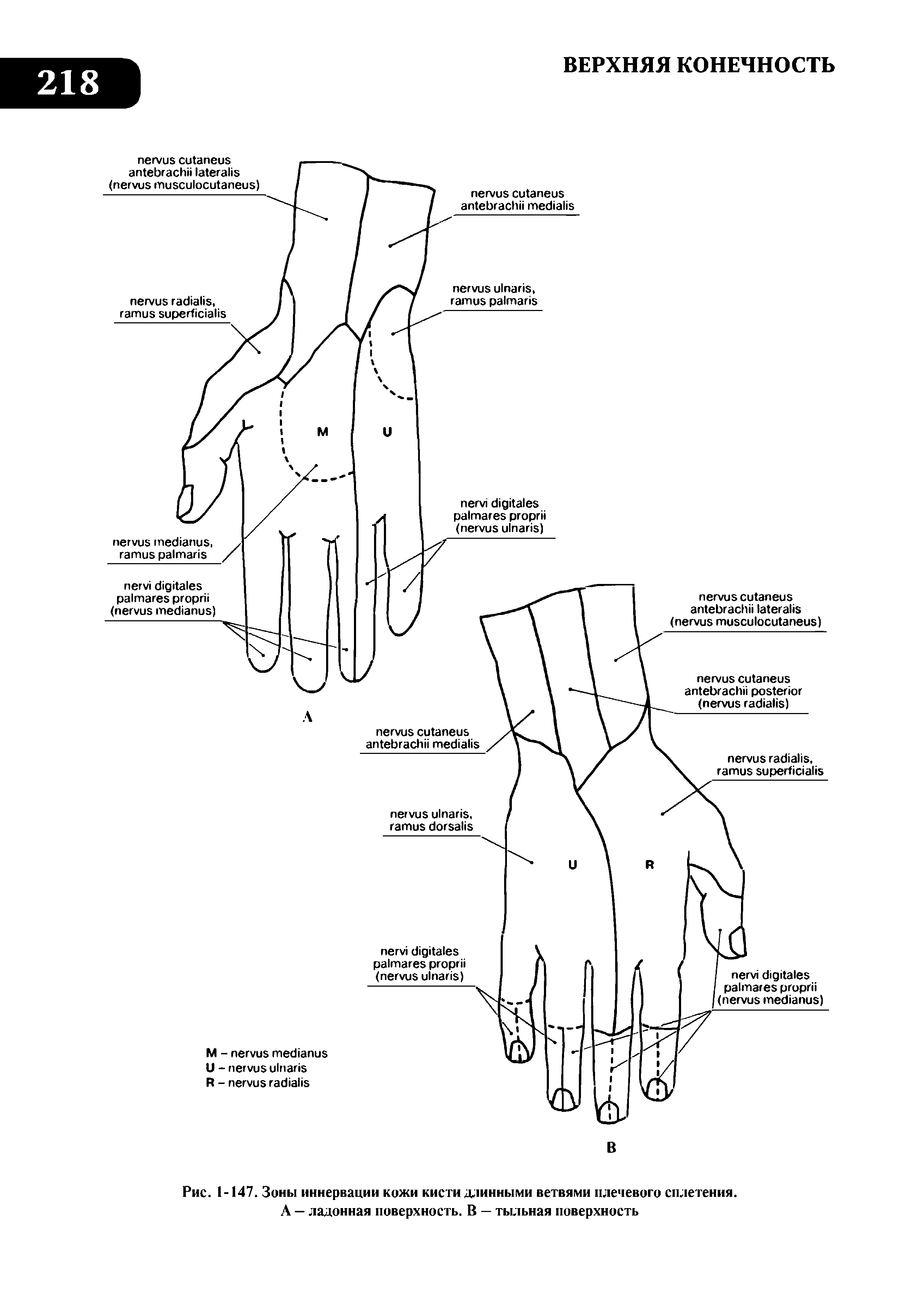 Рис. 1-147. Зоны иннервации кожи кисти длинными ветвями плечевого сплетения. А — ладонная поверхность. В — тыльная поверхность...