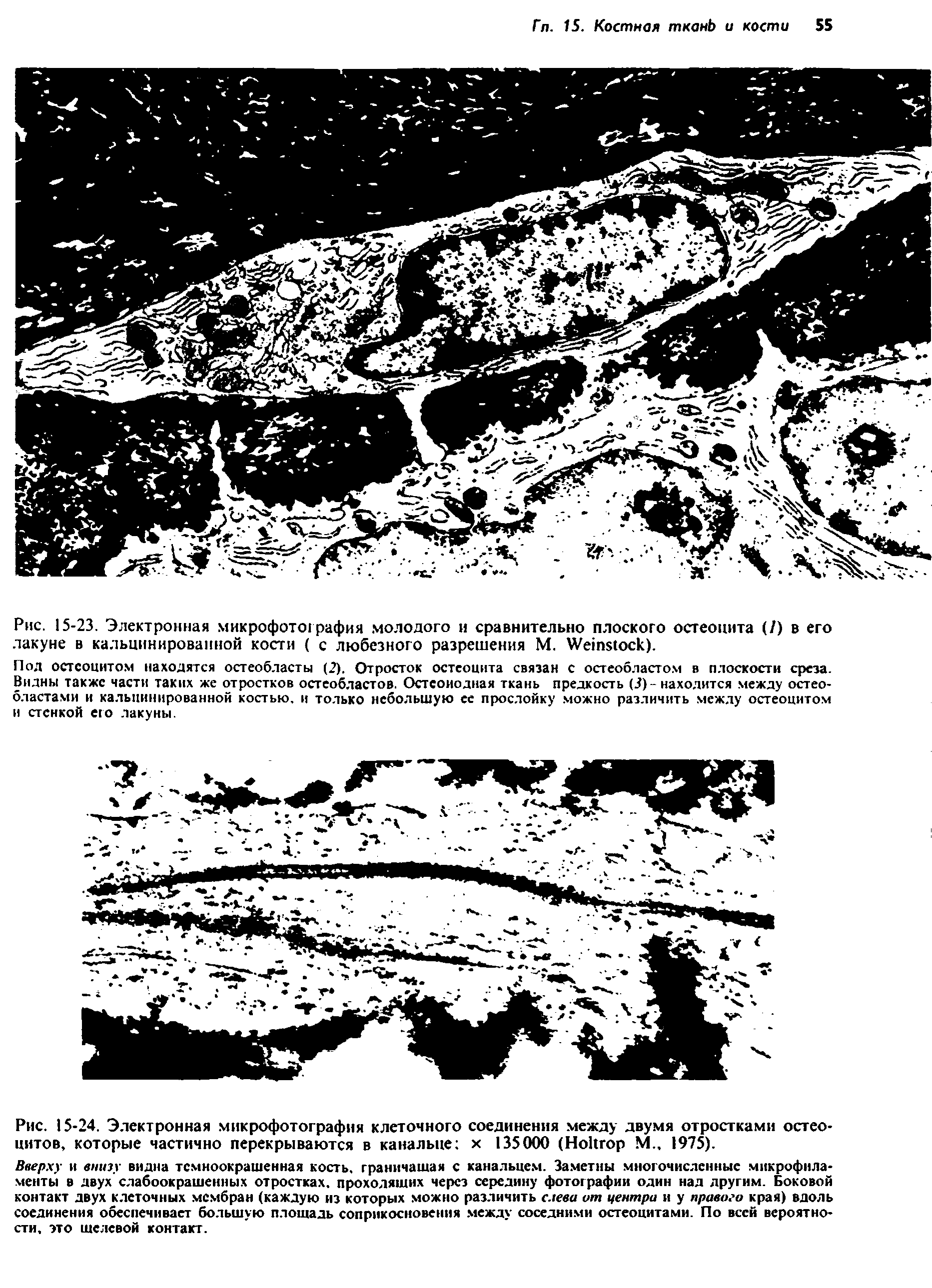 Рис. 15-24. Электронная микрофотография клеточного соединения между двумя отростками остео-цитов, которые частично перекрываются в канальце х 135000 (H М., 1975).