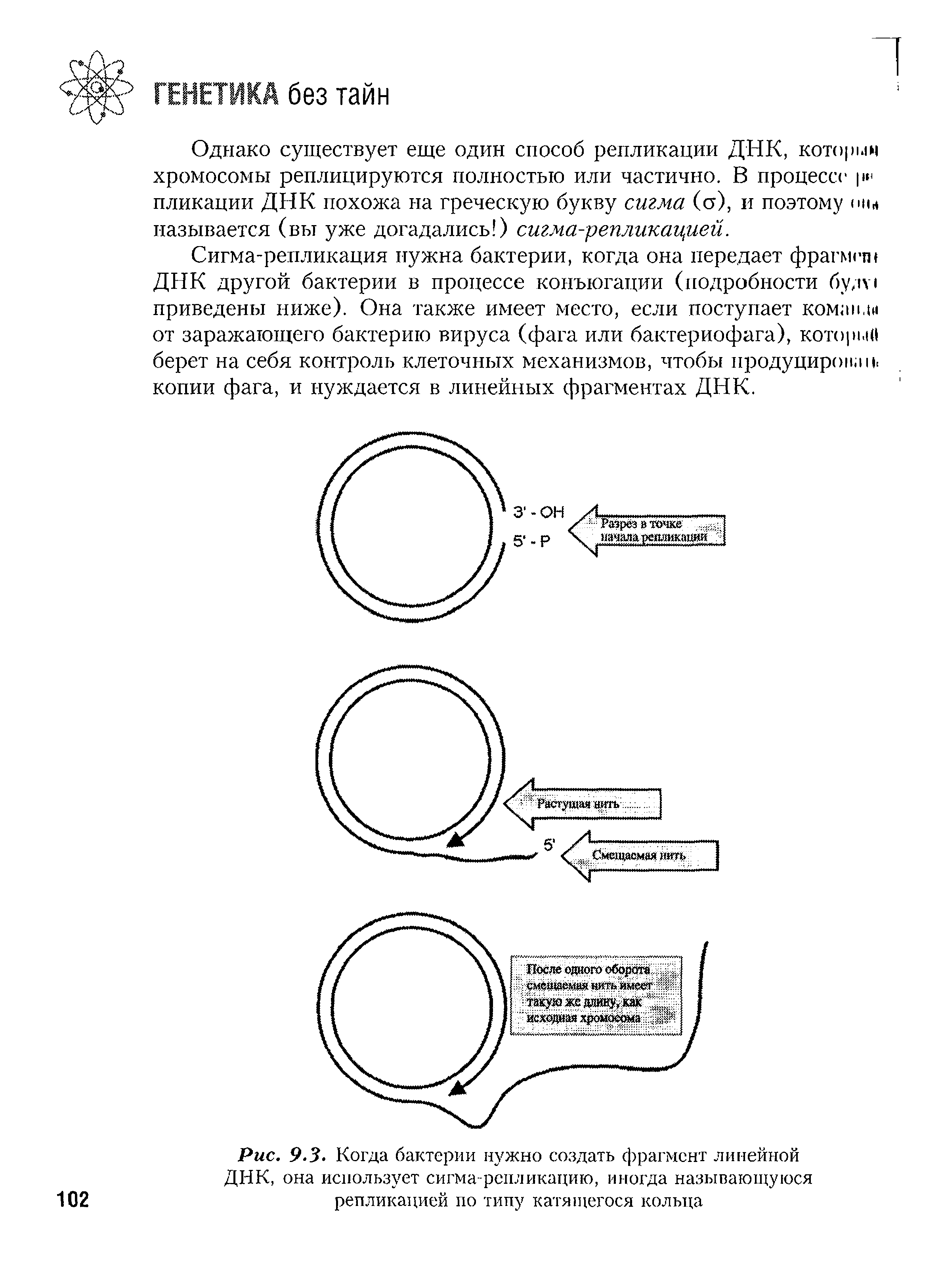 Рис. 9.3. Когда бактерии нужно создать фрагмент линейной ДНК, она использует сигма-репликацию, иногда называющуюся репликацией по типу катящегося кольца...