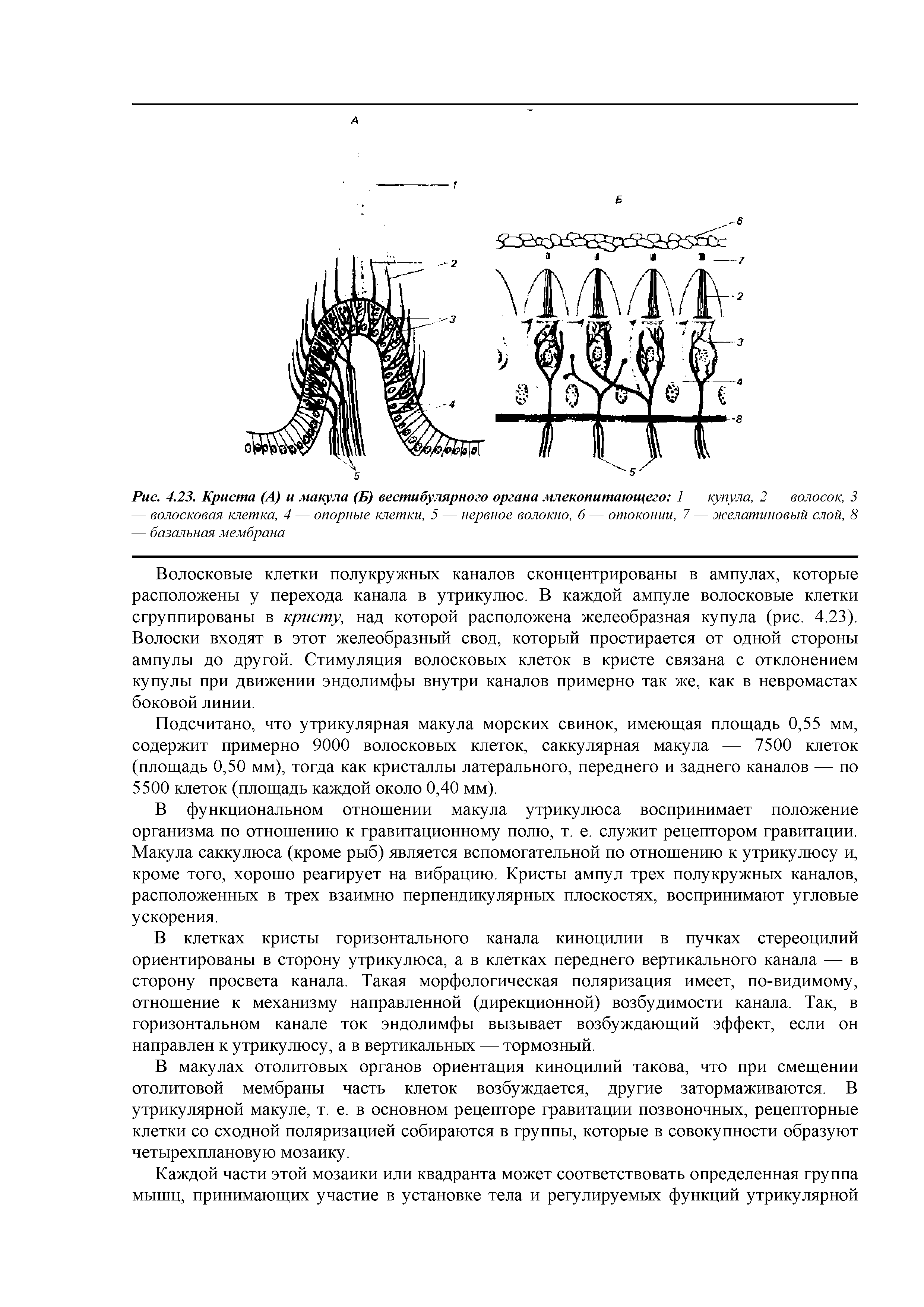 Рис. 4.23. Криста (А) и макула (Б) вестибулярного органа млекопитающего 1 — купула, 2 — волосок, 3...