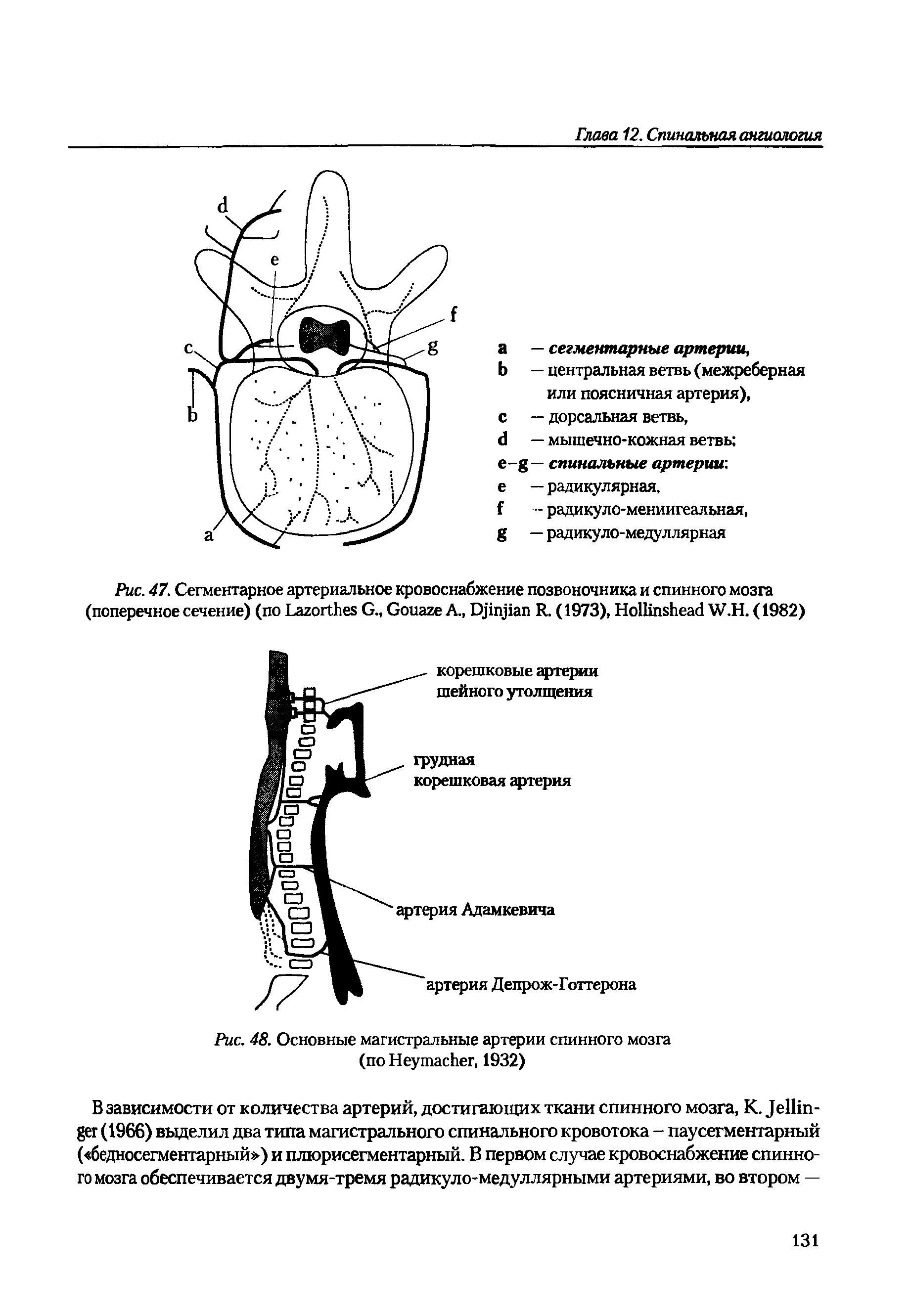 Рис. 48. Основные магистральные артерии спинного мозга (по H , 1932)...