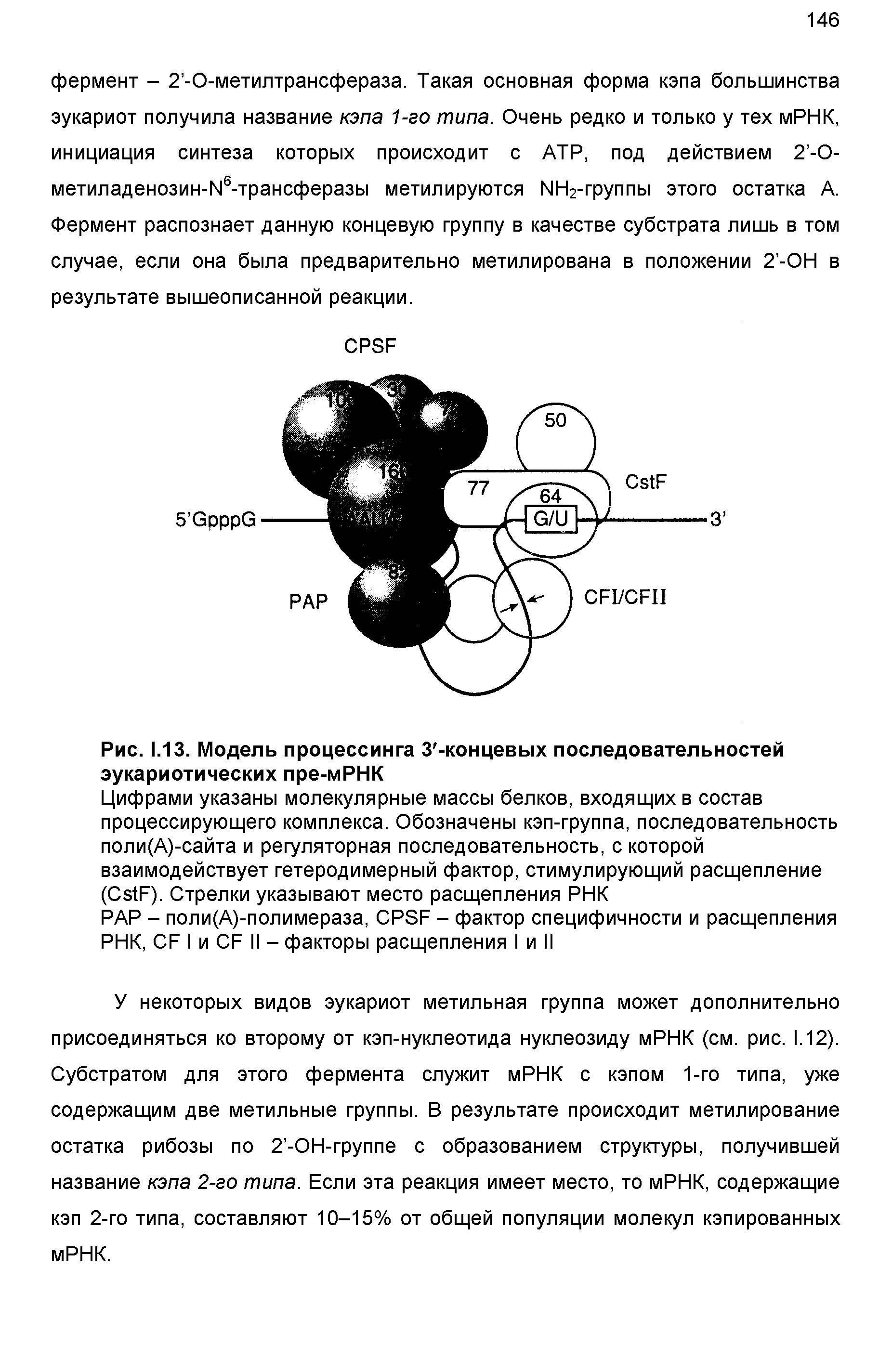 Рис. 1.13. Модель процессинга З -концевых последовательностей эукариотических пре-мРНК...