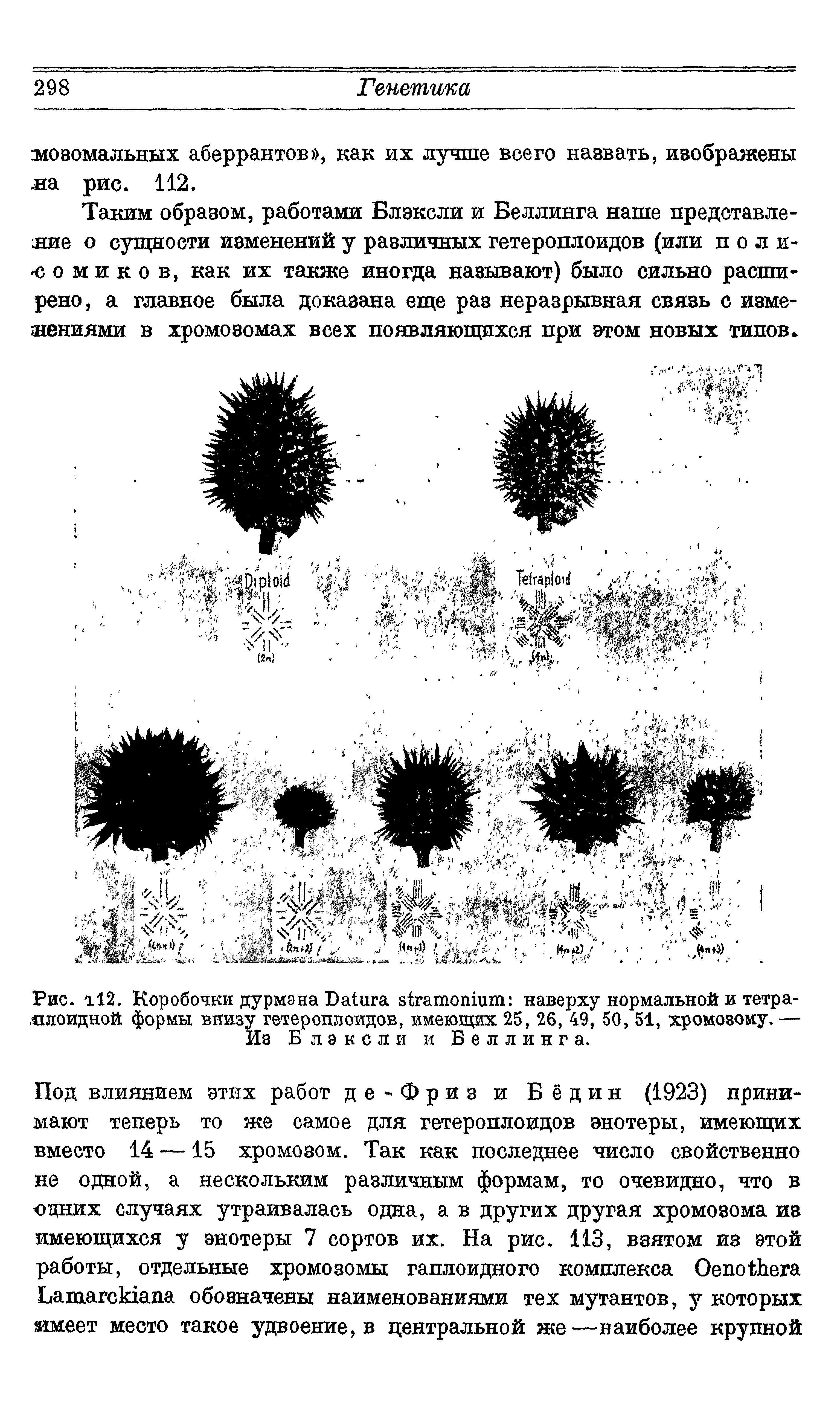 Рис. 112. Коробочки дурмана D наверху нормальной и тетра-.плоидной формы внизу гетеропиоидов, имеющих 25, 26, 49, 50, 51, хромозому.— Из Блэксли и Беллинга.