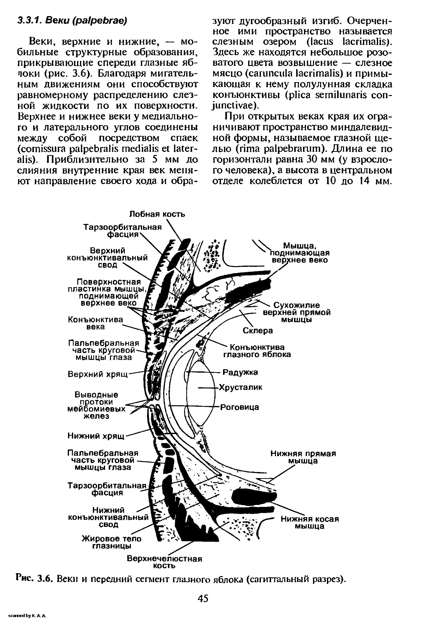 Рис. 3.6. Веки и передний сегмент глазного яблока (сагиттальный разрез).