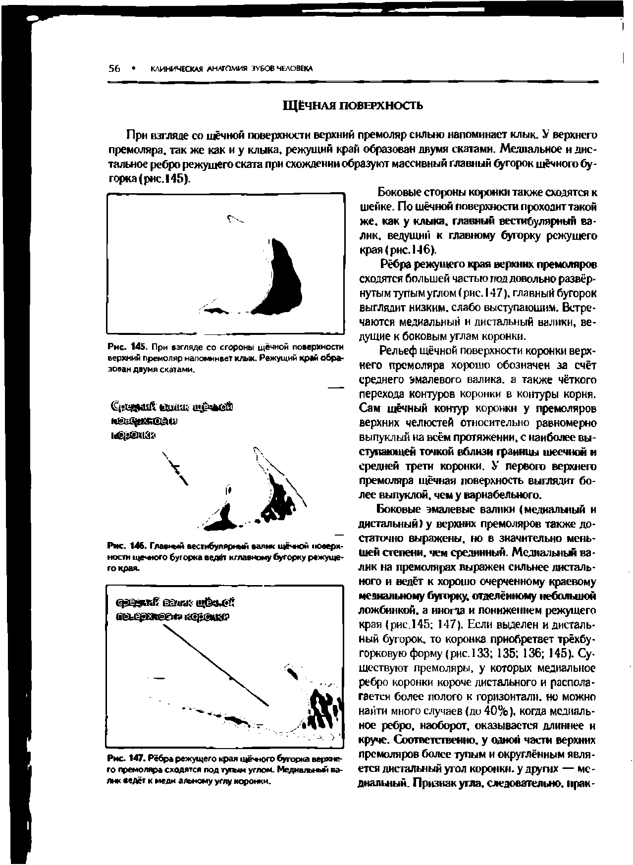 Рис. 145. При взгляде со стороны щёчной поверхности верхний премоляр напоминает клык. Режущий Край образован двумя скатами.