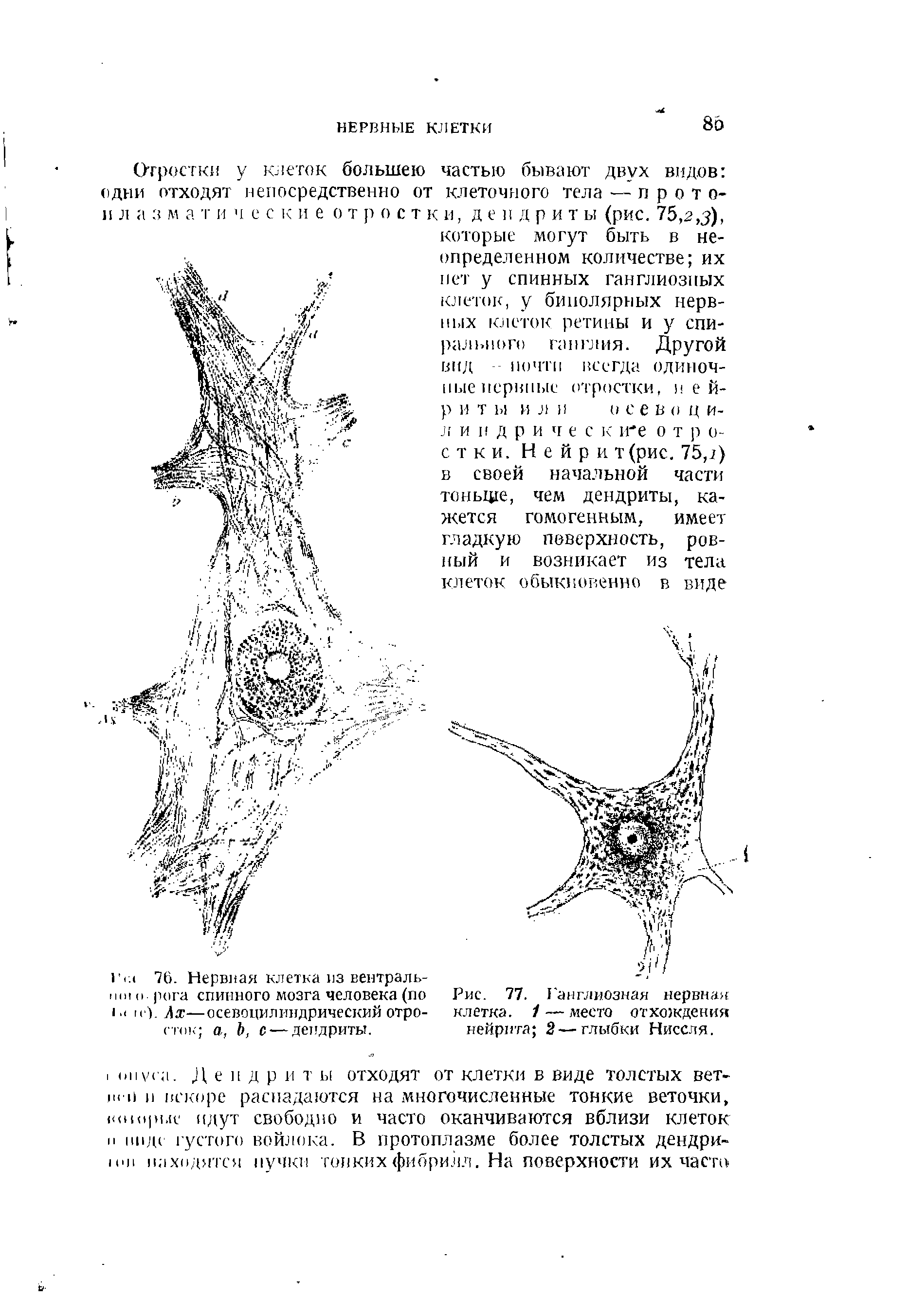 Рис. 77. Ганглиозная нервная клетка. 1 — место отхождения нейрита 2—глыбки Ниссля.
