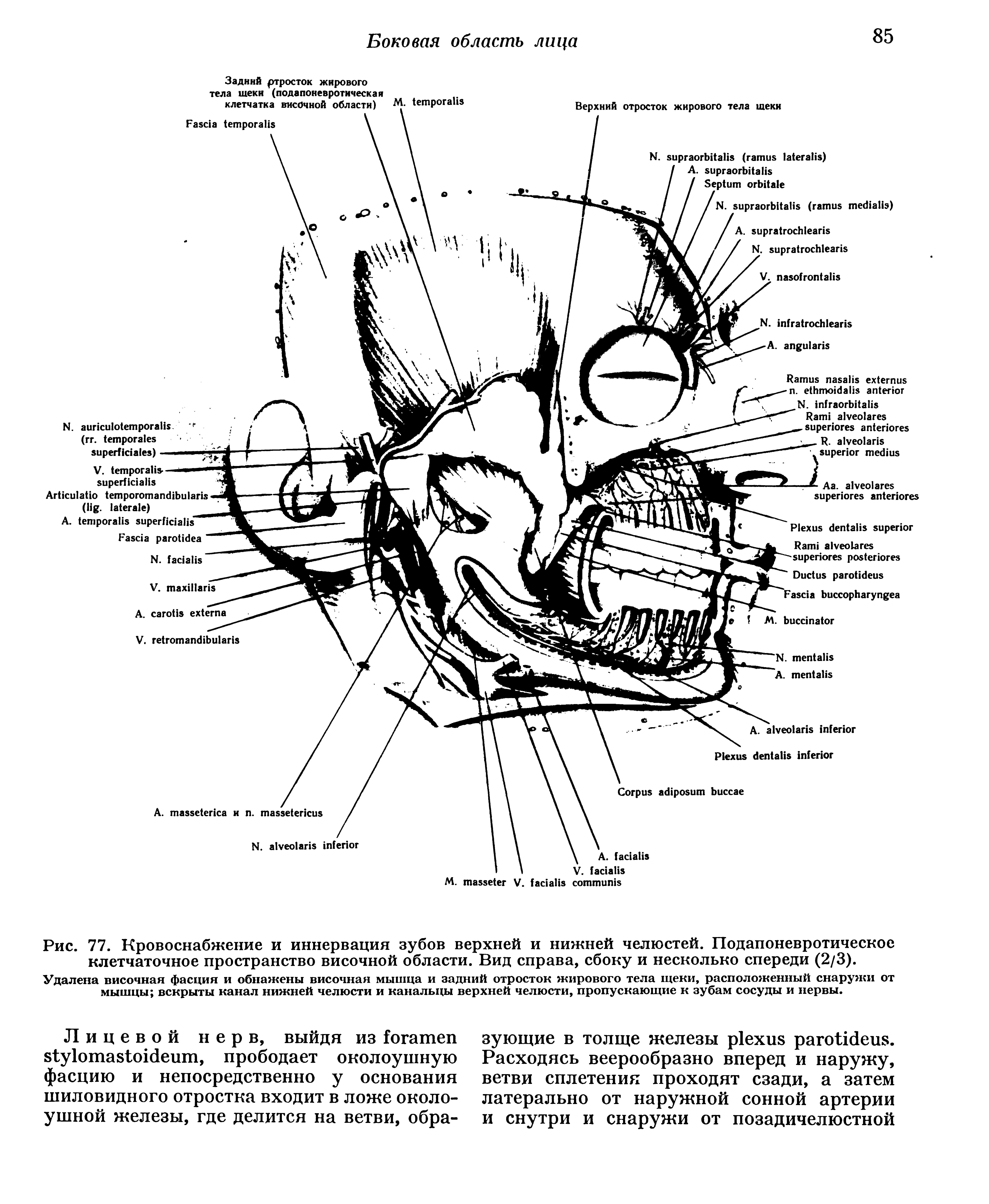 Рис. 77. Кровоснабжение и иннервация зубов верхней и нижней челюстей. Подапоневротическое клетчаточное пространство височной области. Вид справа, сбоку и несколько спереди (2/3).