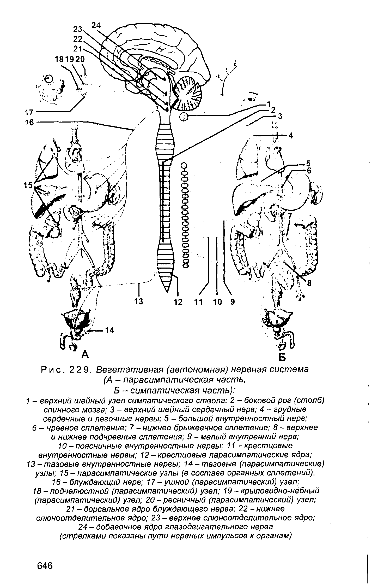 Рис. 229. Вегетативная (автономная) нервная система (А - парасимпатическая часть, Б - симпатическая часть) ...