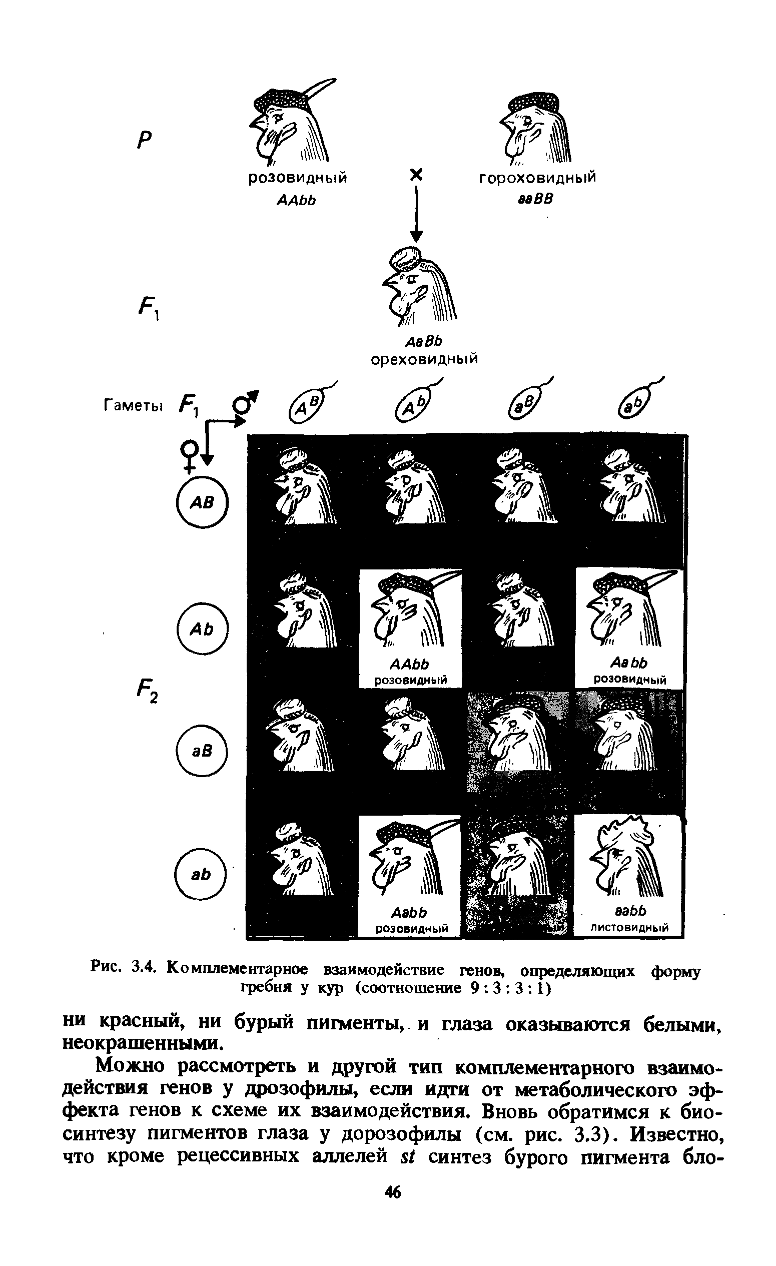 Рис. 3.4. Комплементарное взаимодействие генов, определяющих форму гребня у кур (соотношение 9 3 3 1)...