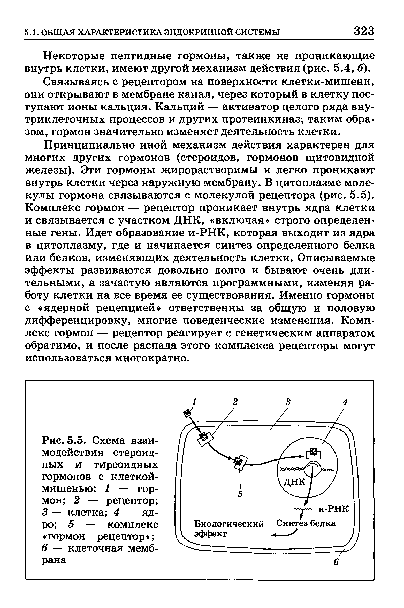 Рис. 5.5. Схема взаимодействия стероидных и тиреоидных гормонов с клеткой-мишенью 1 — гормон 2 — рецептор 3 — клетка 4 — ядро 5 — комплекс гормон—рецептор 6 — клеточная мембрана...