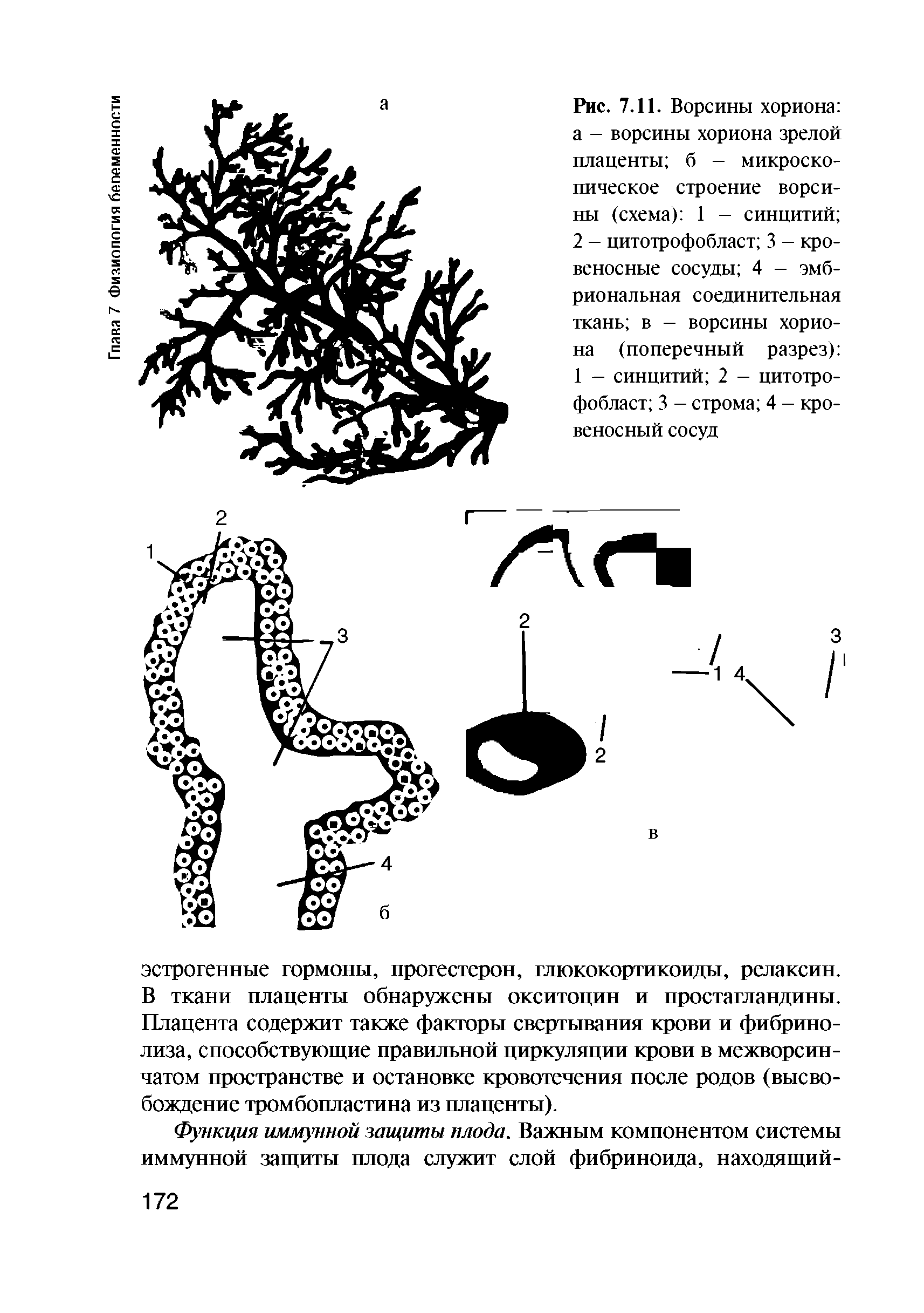 Рис. 7.11. Ворсины хориона а - ворсины хориона зрелой плаценты б - микроскопическое строение ворсины (схема) 1 - синцитий 2 - цитотрофобласт 3 - кровеносные сосуды 4 - эмбриональная соединительная ткань в - ворсины хориона (поперечный разрез) 1 — синцитий 2 - цитотрофобласт 3 - строма 4 - кровеносный сосуд...