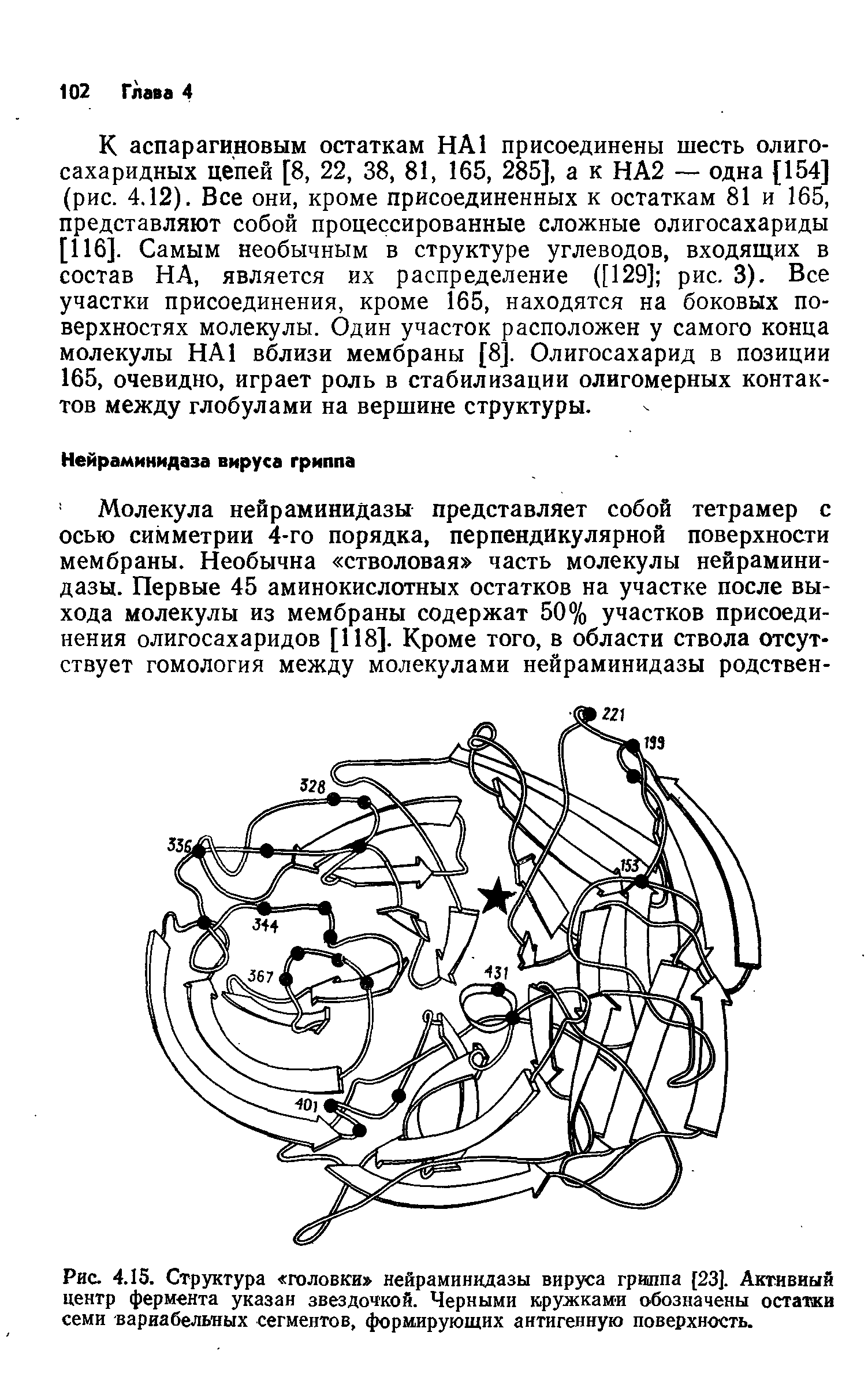 Рис. 4.15. Структура головки нейраминидазы вируса гриппа [23]. Активный центр фермента указан звездочкой. Черными кружками обозначены остатки семи вариабельных сегментов, формирующих антигенную поверхность.