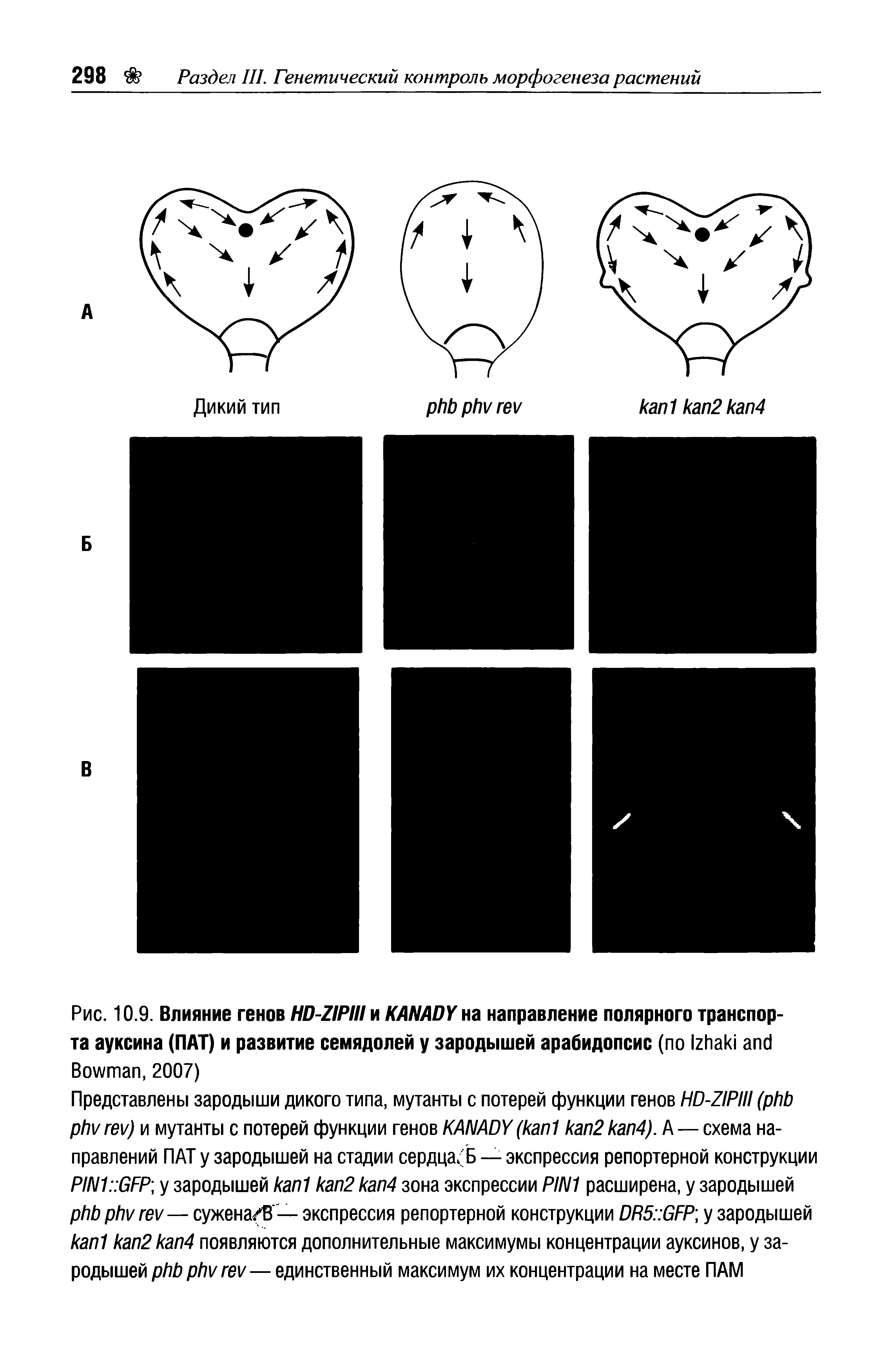 Рис. 10.9. Влияние генов HD-ZIPIII и KANADY на направление полярного транспорта ауксина (ПАТ) и развитие семядолей у зародышей арабидопсис (по I B , 2007)...