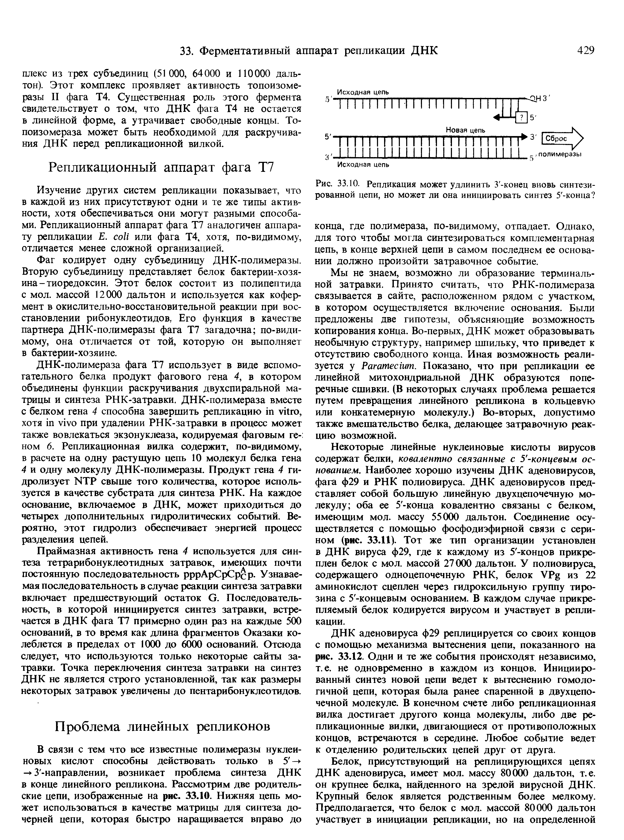 Рис. 33.10. Репликация может удлинить З -конец вновь синтезированной цепи, но может ли она инициировать синтез 5 -конца конца, где полимераза, по-видимому, отпадает. Однако, для того чтобы могла синтезироваться комплементарная цепь, в конце верхней цепи в самом последнем ее основании должно произойти затравочное событие.