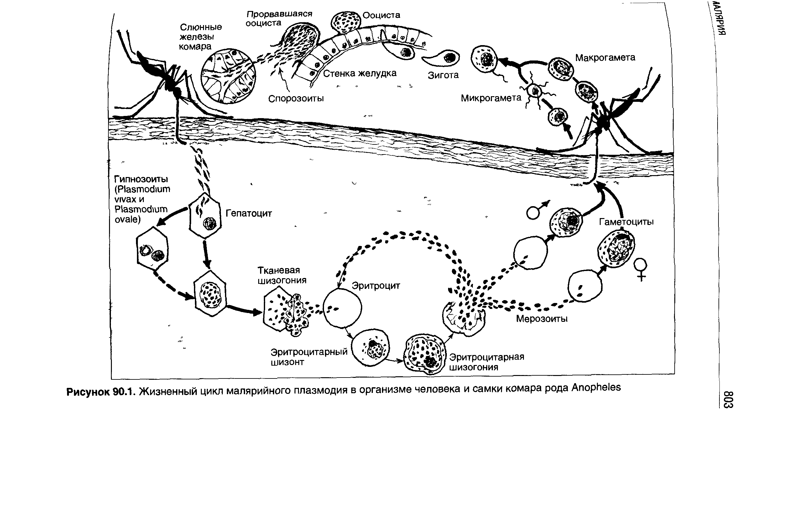 Рисунок 90.1. Жизненный цикл малярийного плазмодия в организме человека и самки комара рода A ...