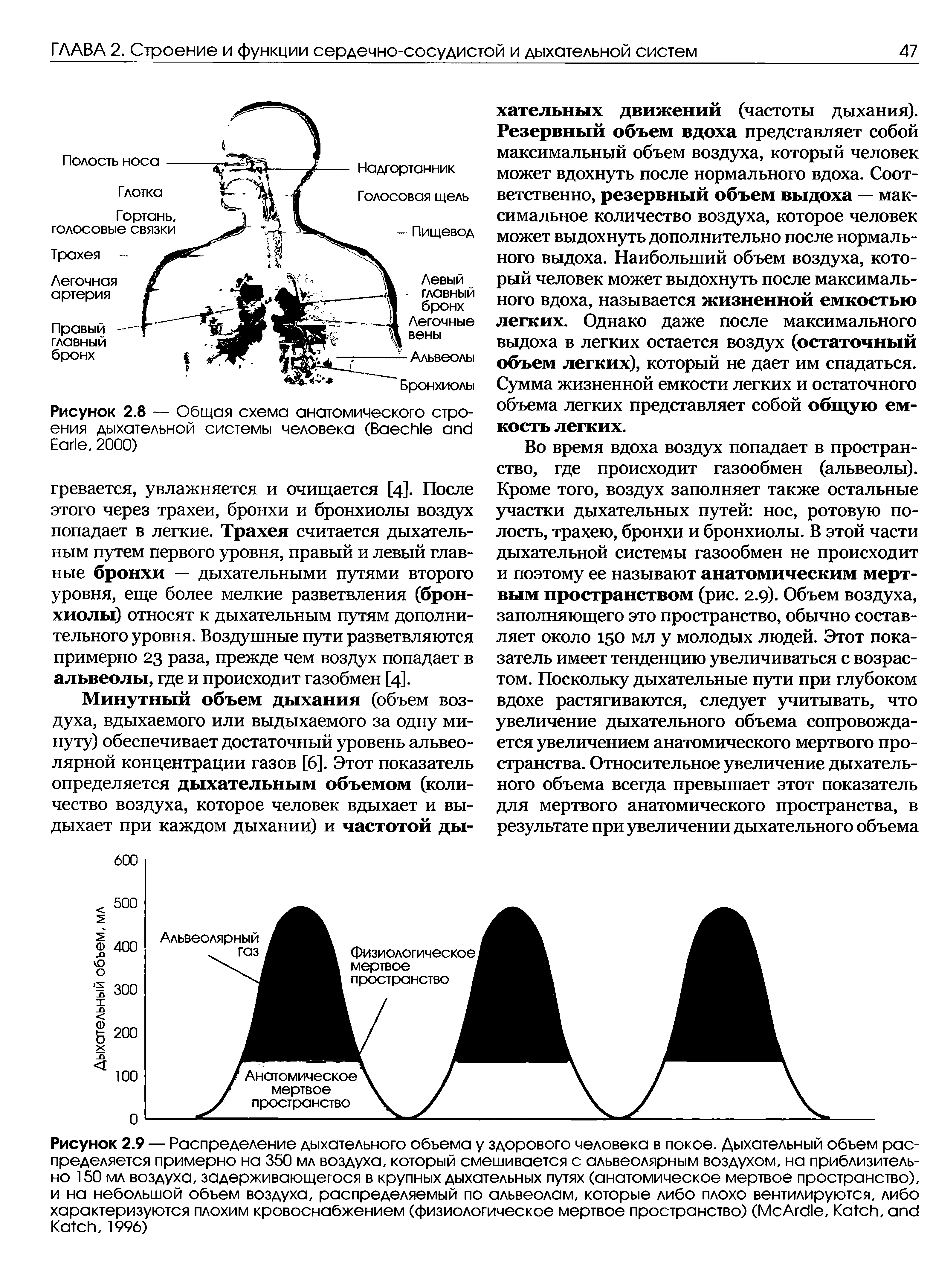 Рисунок 2.8 — Общая схема анатомического строения дыхательной системы человека (B E , 2000)...