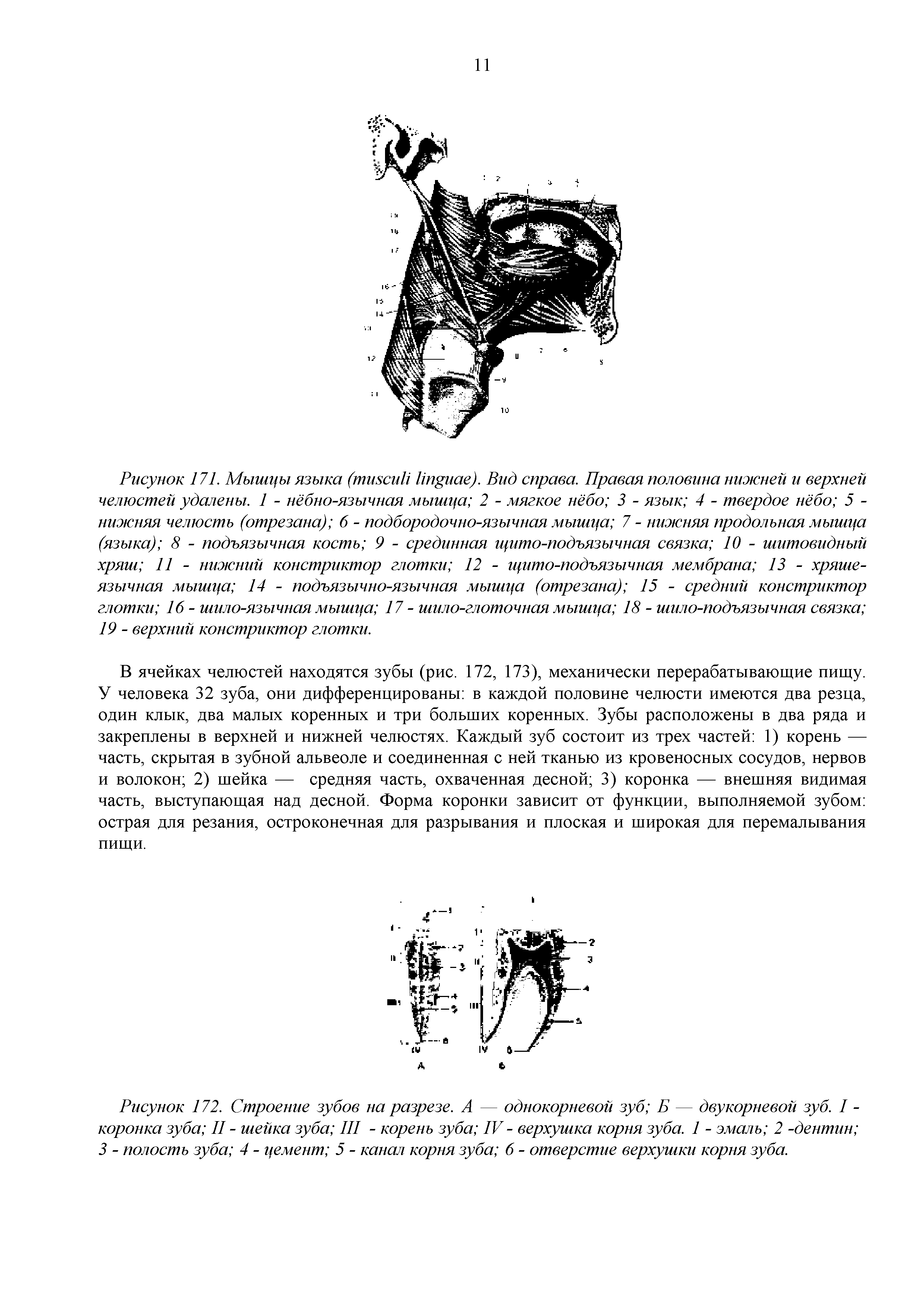 Рисунок 172. Строение зубов на разрезе. А — однокорневой зуб Б — двукорневой зуб. I -коронка зуба II - шейка зуба III - корень зуба IV - верхушка корня зуба. 1 - эмаль 2 -дентин 3 - полость зуба 4 - цемент 5 - канал корня зуба 6 - отверстие верхушки корня зуба.
