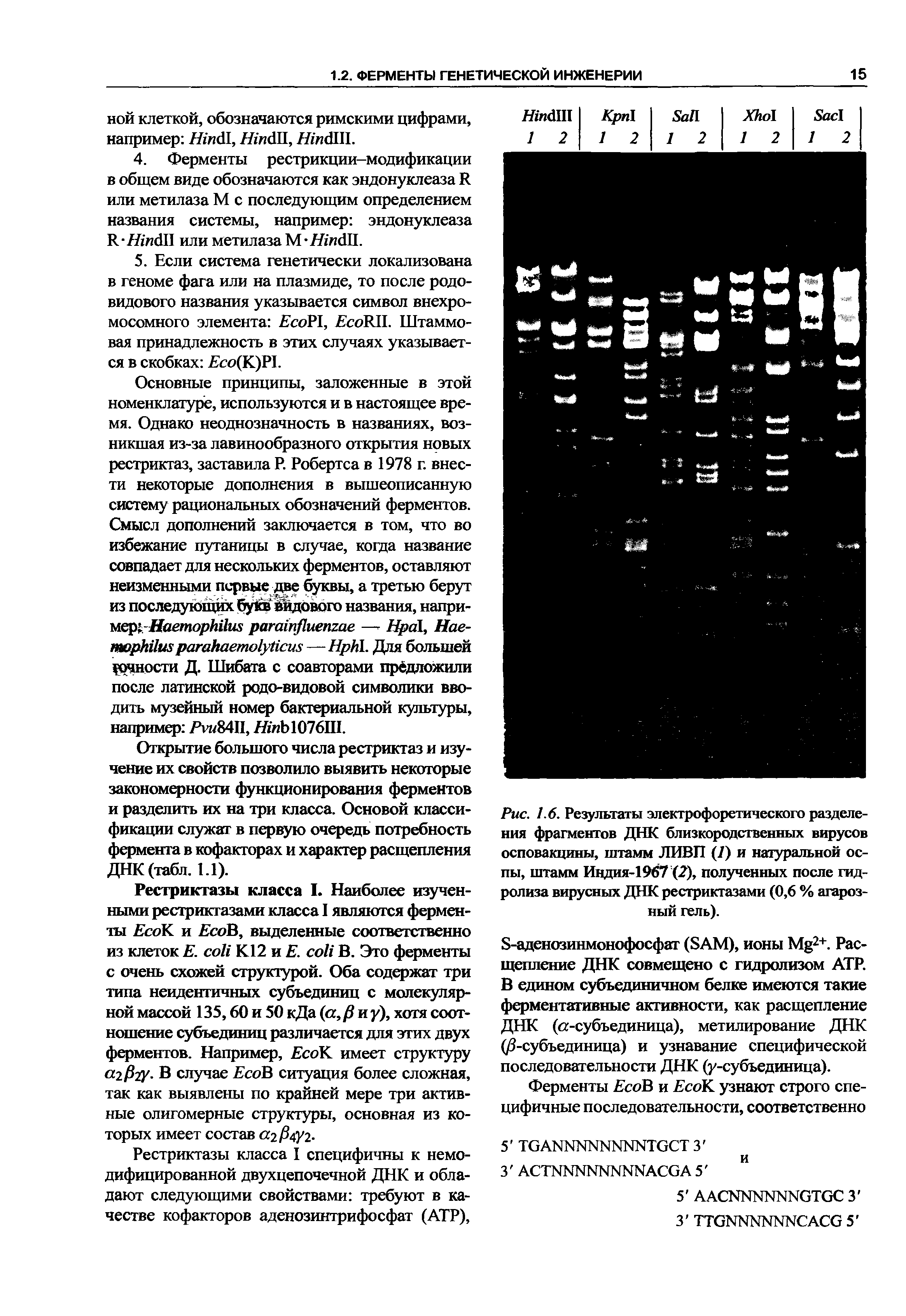 Рис. 1.6. Результаты электрофоретического разделения фрагментов ДНК близкородственных вирусов осповакцины, штамм ЛИВП (7) и натуральной оспы, штамм Индия-1967 (2), полученных после гидролиза вирусных ДНК рестриктазами (0,6 % агарозный гель).