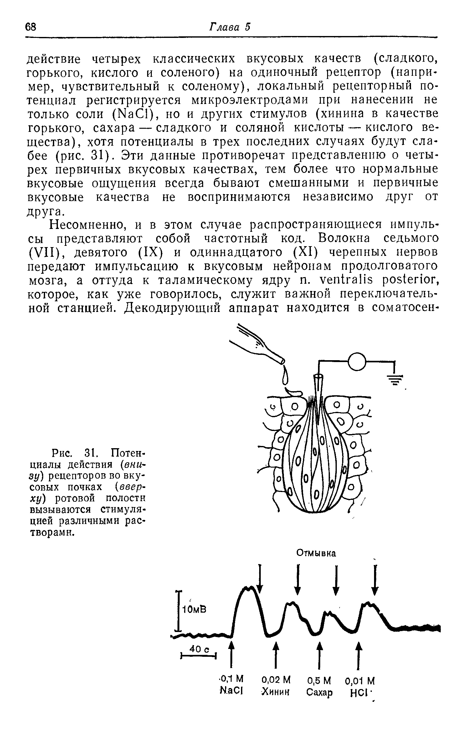 Рис. 31. Потенциалы действия (внизу) рецепторов во вкусовых почках (вверху) ротовой полости вызываются стимуляцией различными растворами.