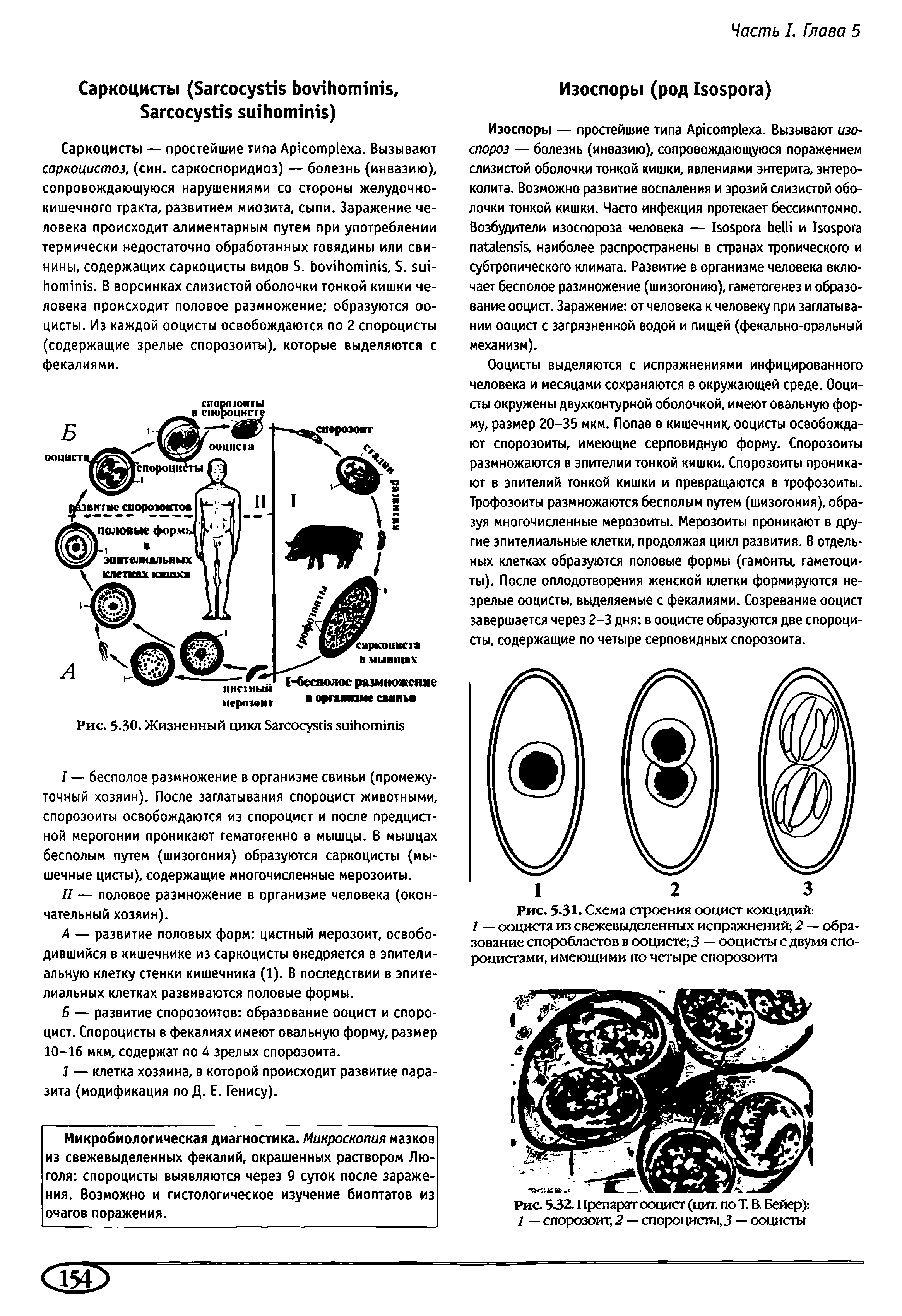 Рис. 5-32. Препарат ооцист (цит. по Т. В. Бейер) 1 — спорозоит, 2 — спороцисты, 3 — ооцисты...