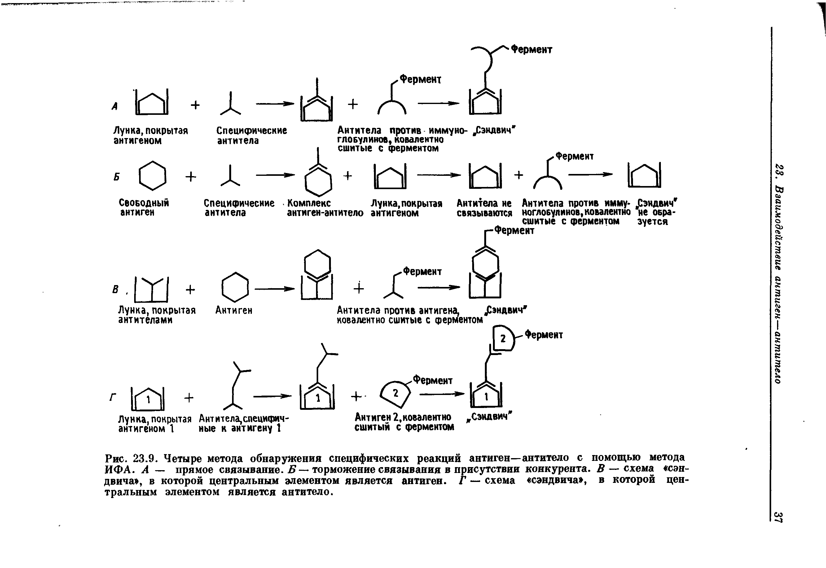 Рис. 23.9. Четыре метода обнаружения специфических реакций антиген—антитело с помощью метода ИФА. А — прямое связывание. Б— торможение связывания в присутствии конкурента. В — схема сэндвича , в которой центральным элементом является антиген. Г — схема сэндвича , в которой центральным элементом является антитело.