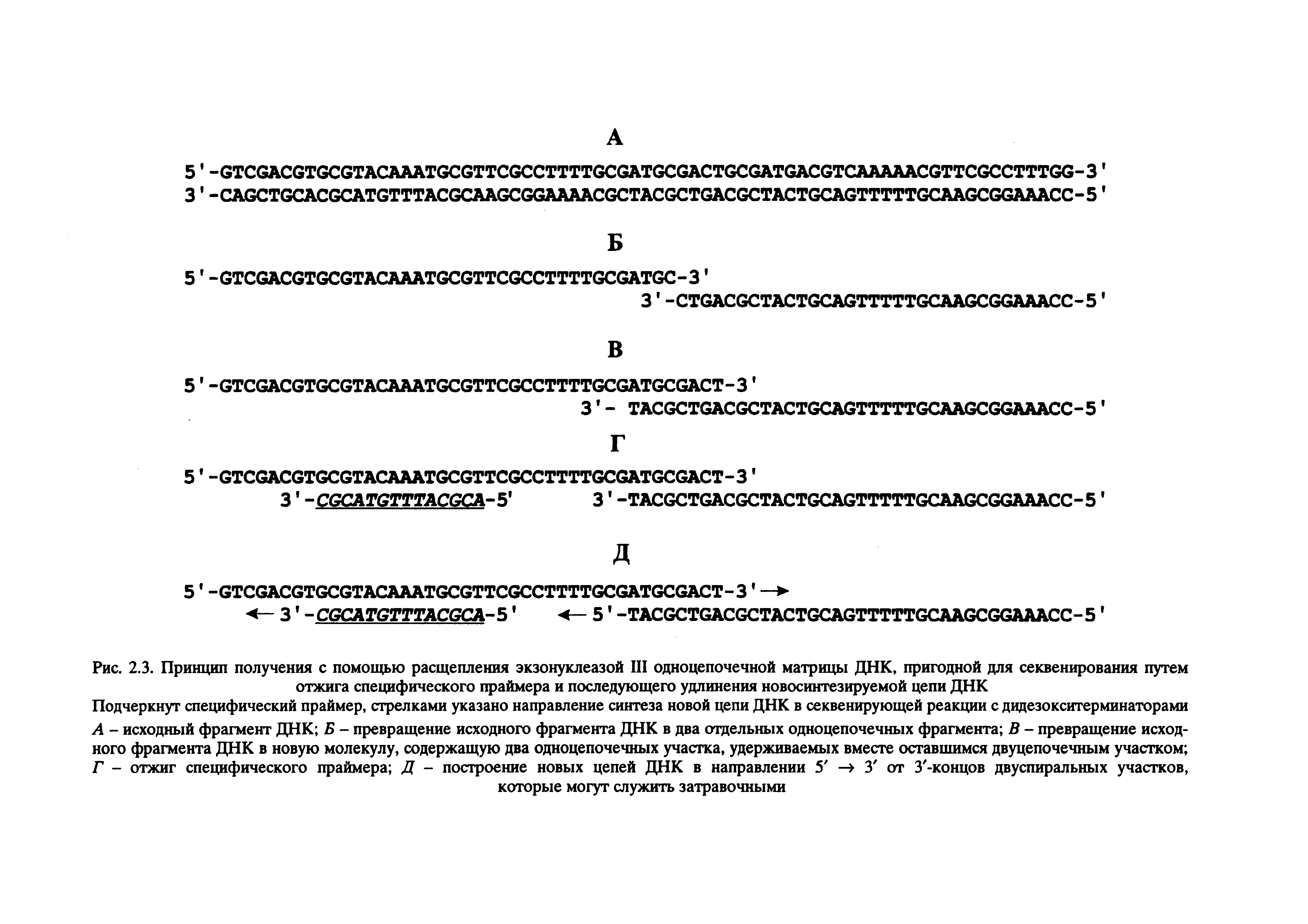 Рис. 2.3. Принцип получения с помощью расщепления экзонуклеазой III одноцепочечной матрицы ДНК, пригодной для секвенирования путем отжига специфического праймера и последующего удлинения новосинтезируемой цепи ДНК...