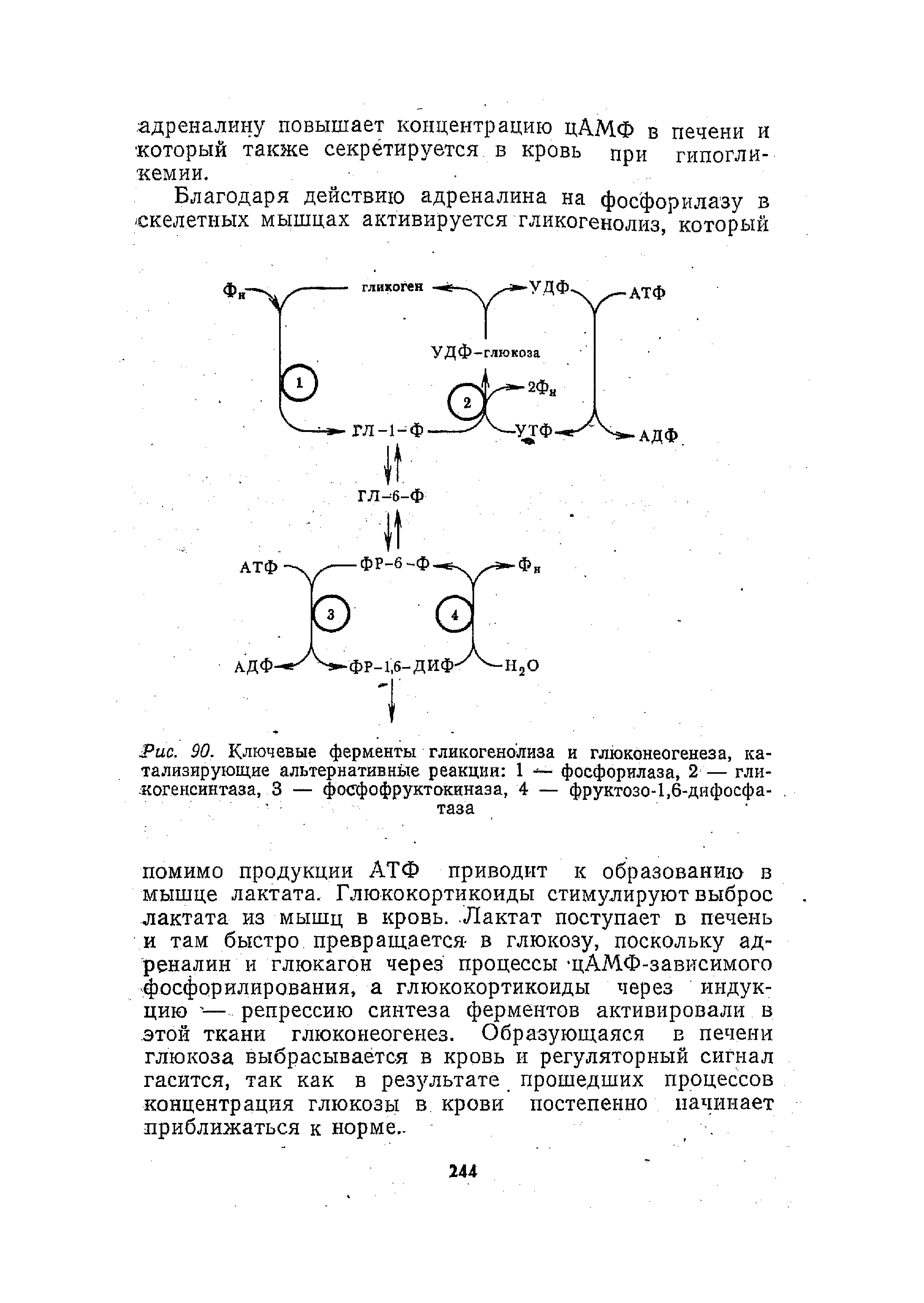 Рис. 90. Ключевые ферменты гликогенолиза и глюконеогенеза, катализирующие альтернативные реакции 1 фосфорилаза, 2 — гли-когенеинтаза, 3 — фосфофруктокиназа, 4 — фруктозо-1,6-дифосфатаза...