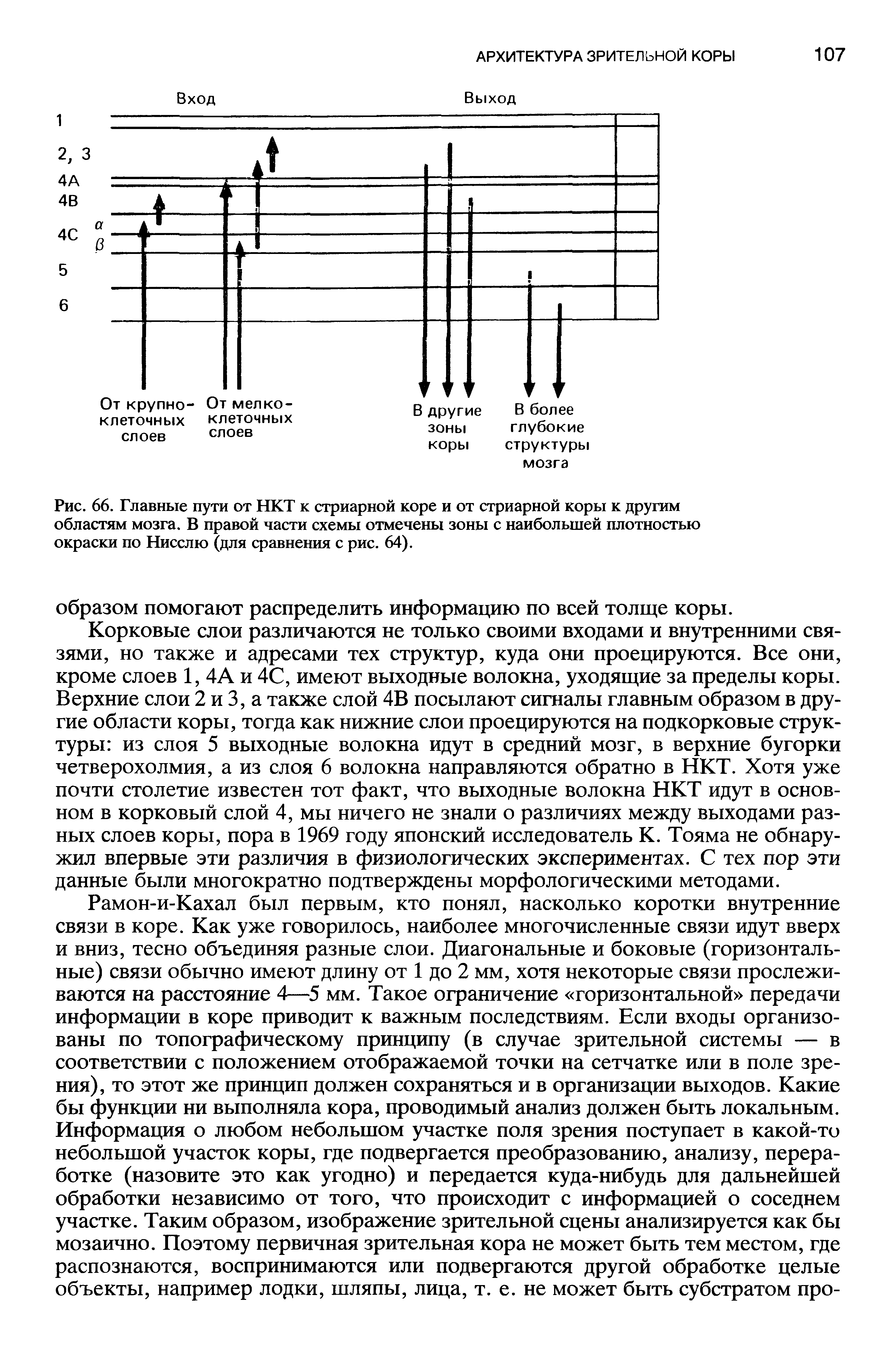 Рис. 66. Главные пути от НКТ к стриарной коре и от стриарной коры к другим областям мозга. В правой части схемы отмечены зоны с наибольшей плотностью окраски по Нисслю (для сравнения с рис. 64).