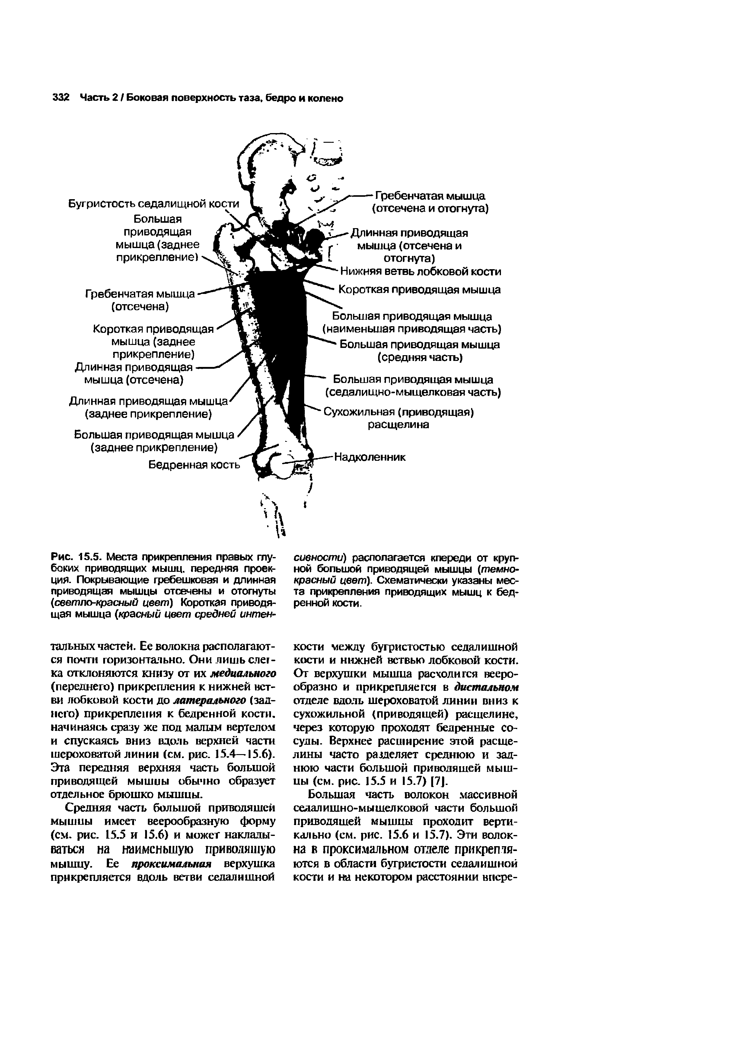 Рис. 15.5. Места прикрепления правых глубоких приводящих мышц, передняя проекция. Покрывающие гребешковая и длинная приводящая мышцы отсечены и отогнуты (светло-красный цвет) Короткая приводящая мышца (красный цвет средней интен-...