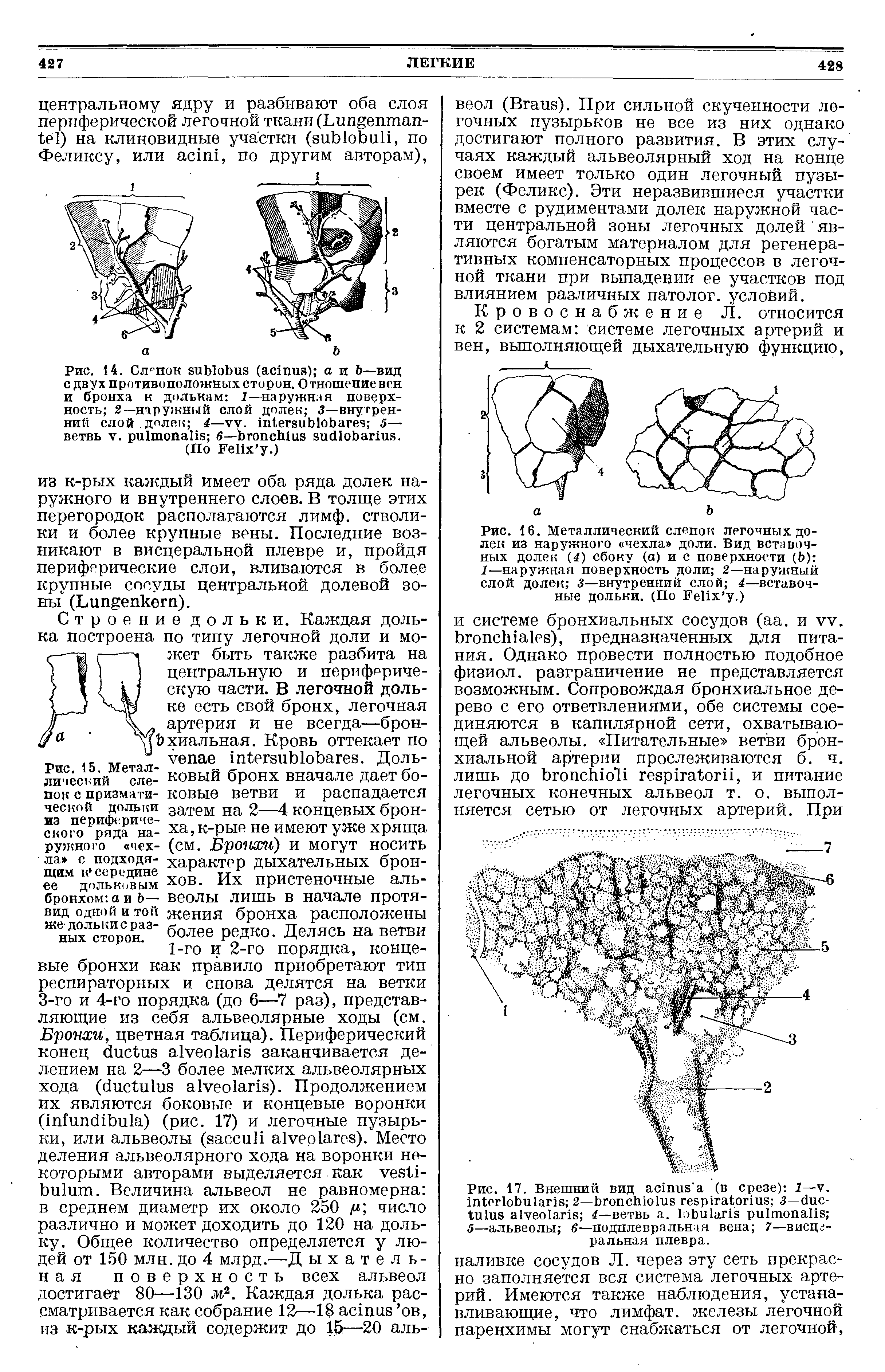 Рис. 14. Слрпок ( ) а и Ъ—вид с двух противоположных сторон. Отношение вен и бронха к долькам 1—наружная поверхность 2—наружный слой долек 3—внутренний слой долек 4— . 5— ветвь . 6— .