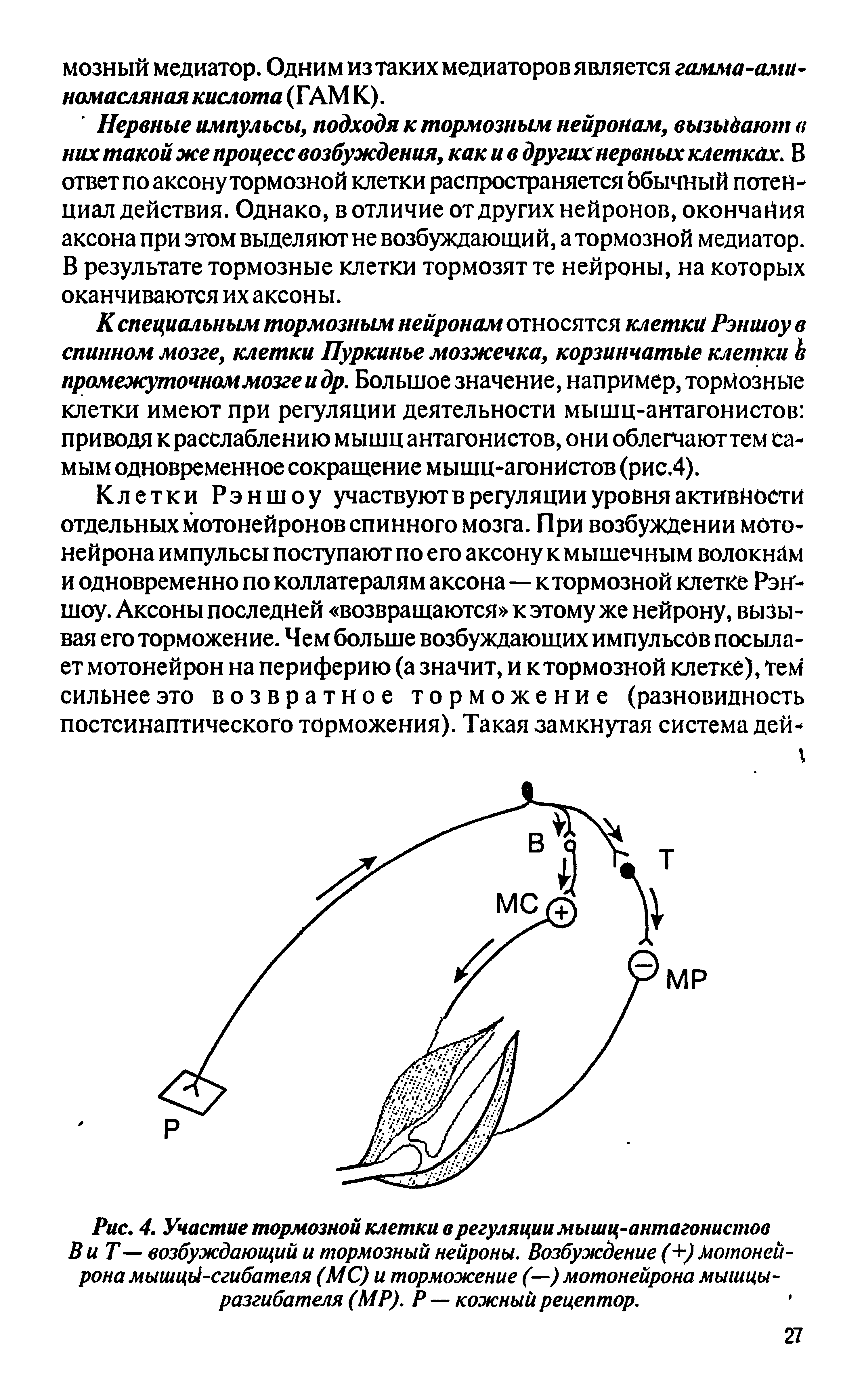 Рис. 4. Участие тормозной клетки в регуляции мышц-антагонистов ВиТ— возбуждающий и тормозный нейроны. Возбуждение (+) Мотонейрона мышцъ1-сгибателя (МС) и торможение (—) мотонейрона мышцы-разгибателя (МР). Р—кожный рецептор.