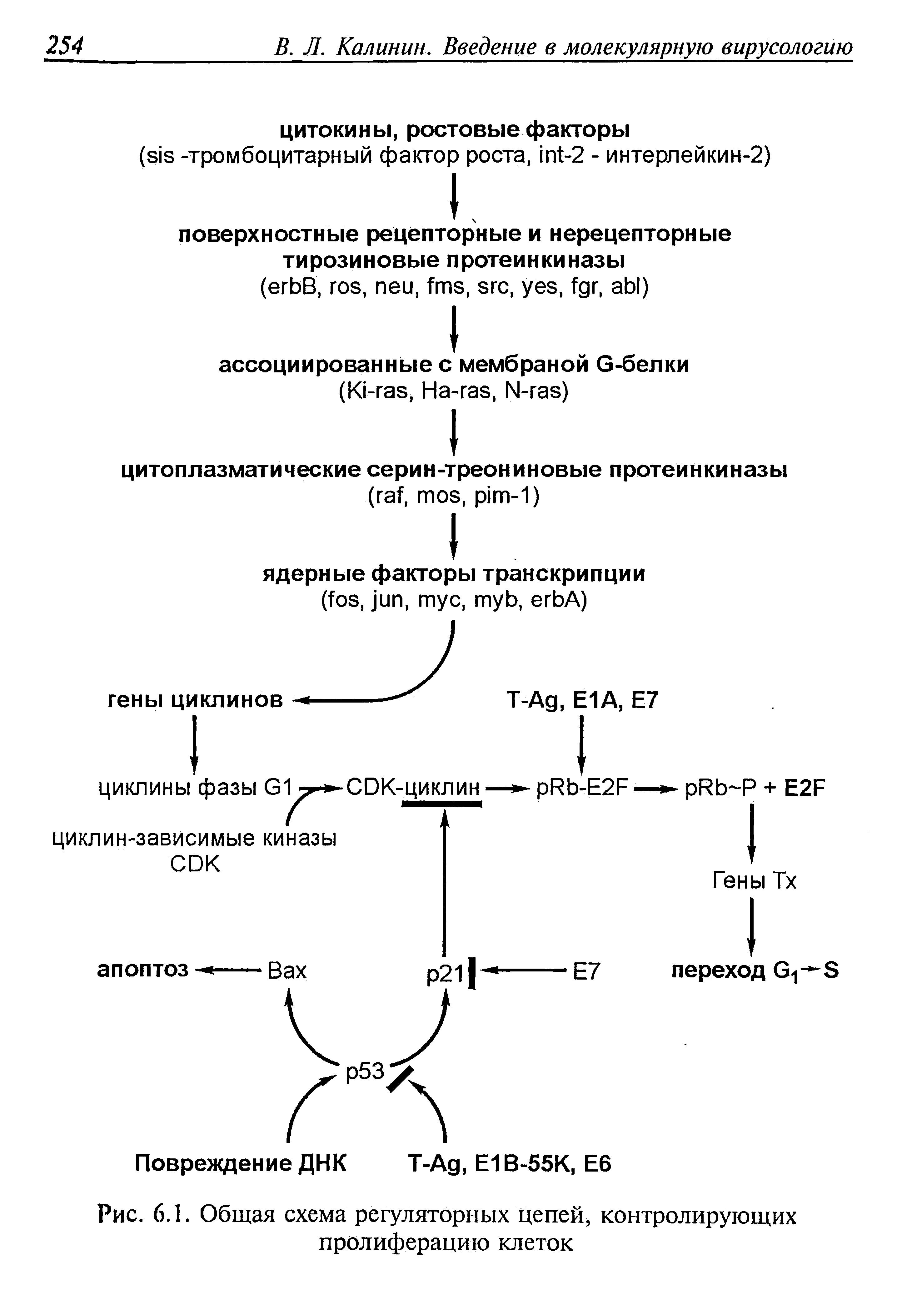 Рис. 6.1. Общая схема регуляторных цепей, контролирующих пролиферацию клеток...