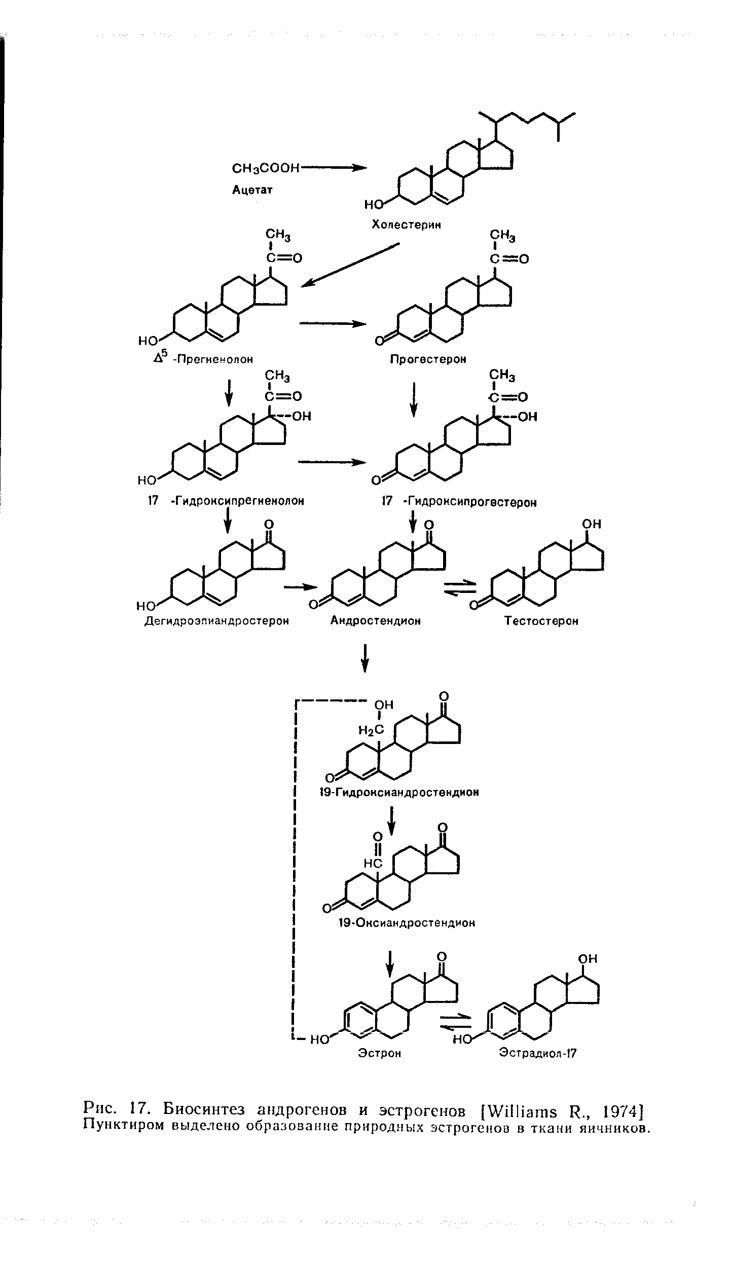 Рис. 17. Биосинтез андрогенов и эстрогенов [W И., 1974] Пунктиром выделено образование природных эстрогенов в ткани яичников.